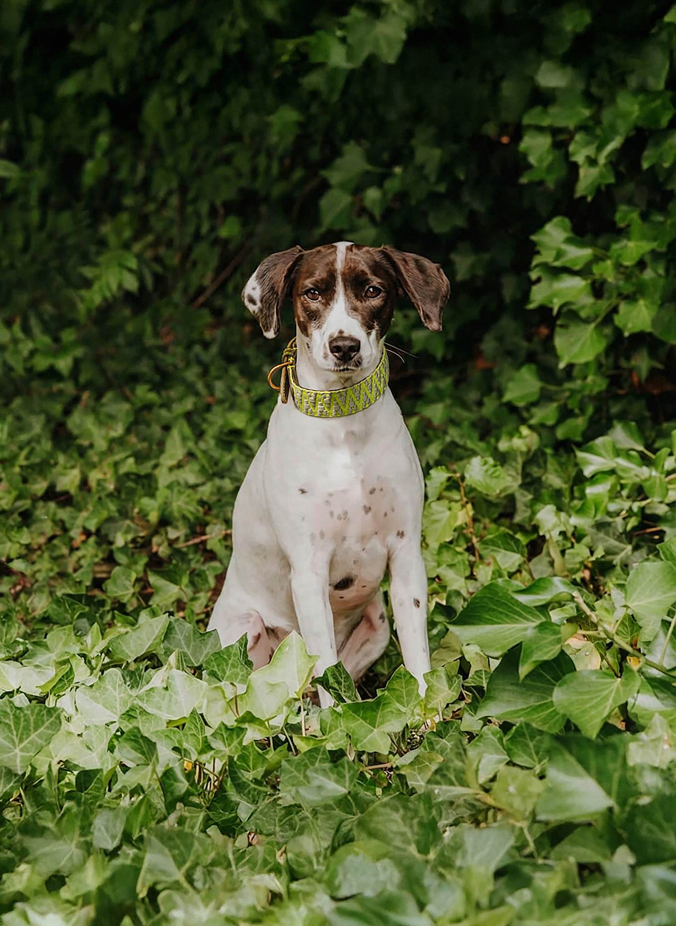 HEY LANA Hundehalsband TRÈS CHIC: OLIV/ NEONGELB