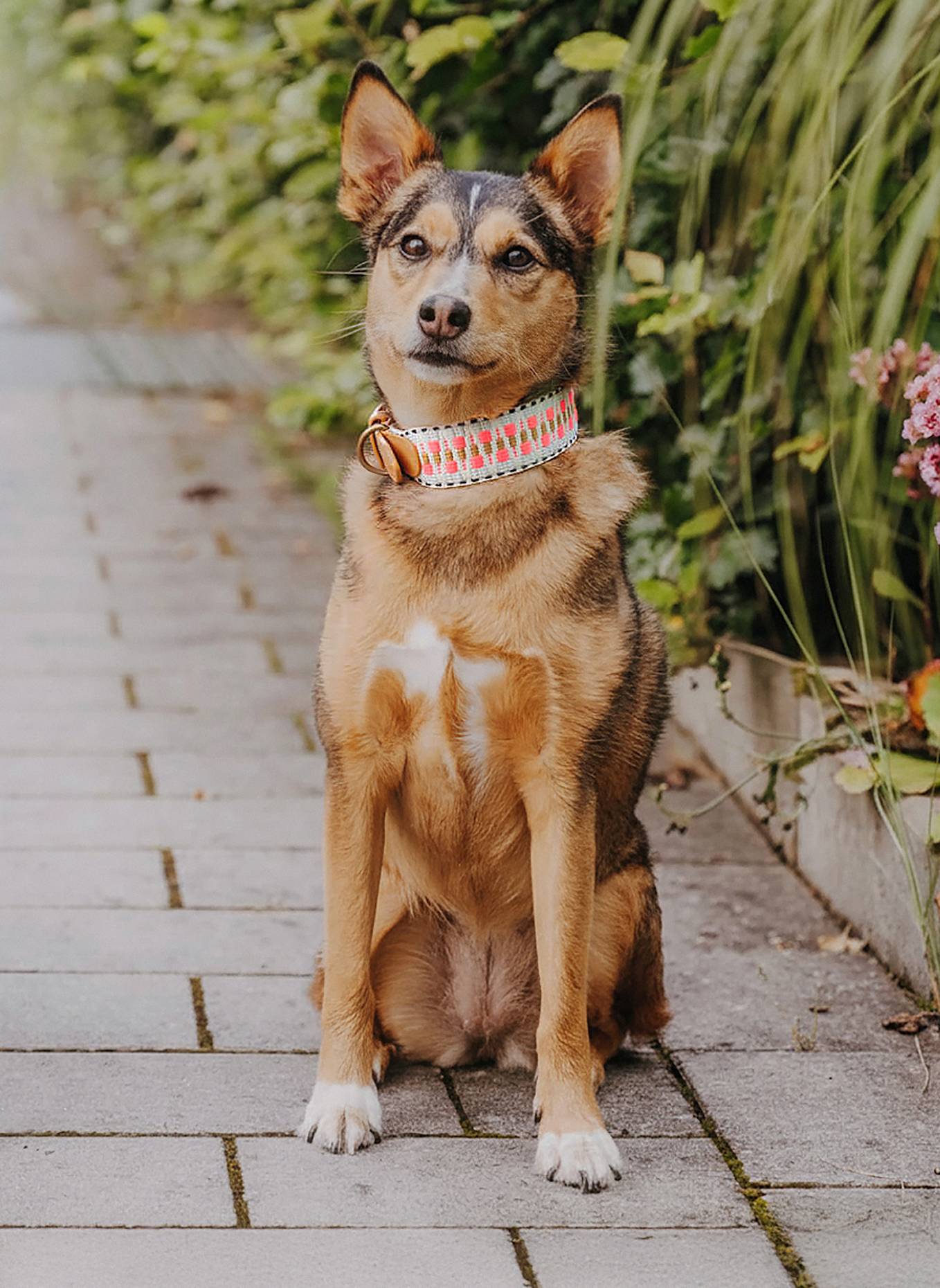 HEY LANA Hundehalsband TRÈS CHIC: PINK/ BEIGE