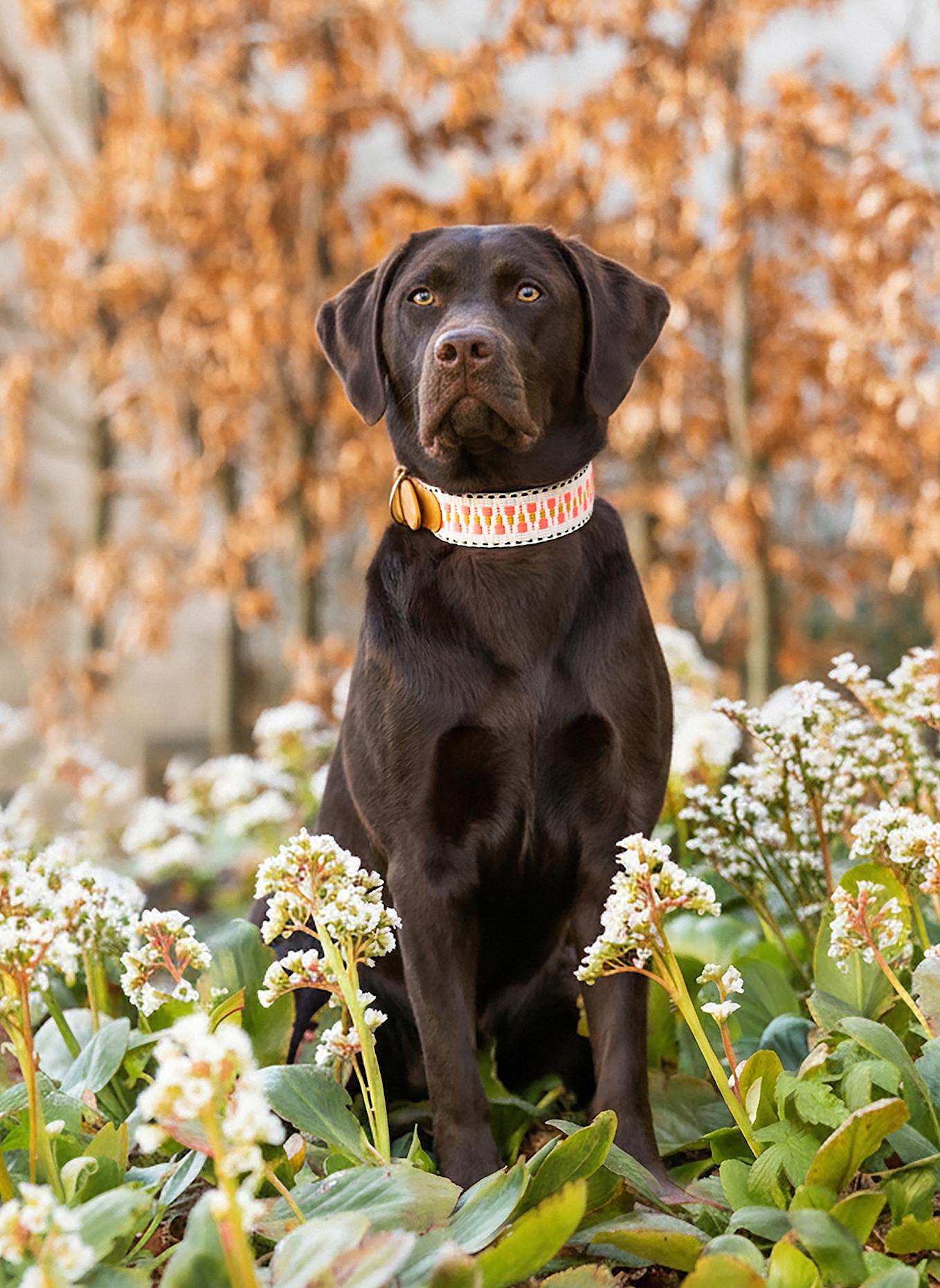 HEY LANA Hundehalsband TRÈS CHIC: PINK/ BEIGE