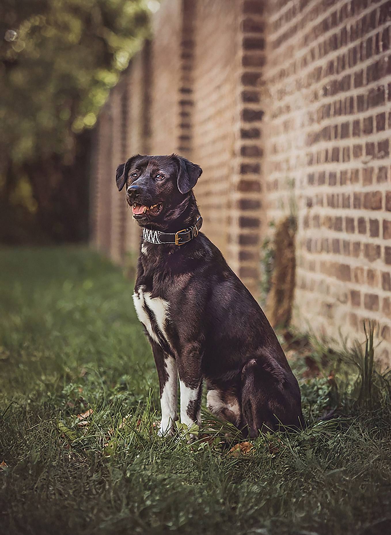 HEY LANA Hundehalsband TRÈS CHIC: SCHWARZ/ WEISS