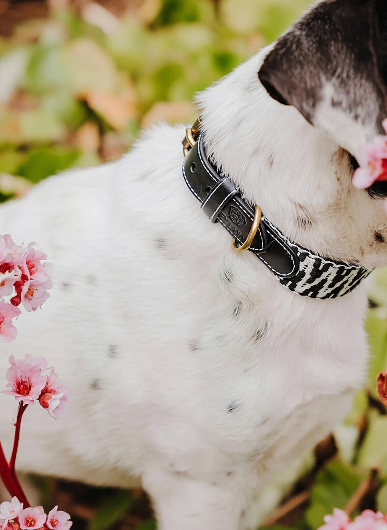 HEY LANA Hundehalsband TRÈS CHIC: SCHWARZ/ WEISS