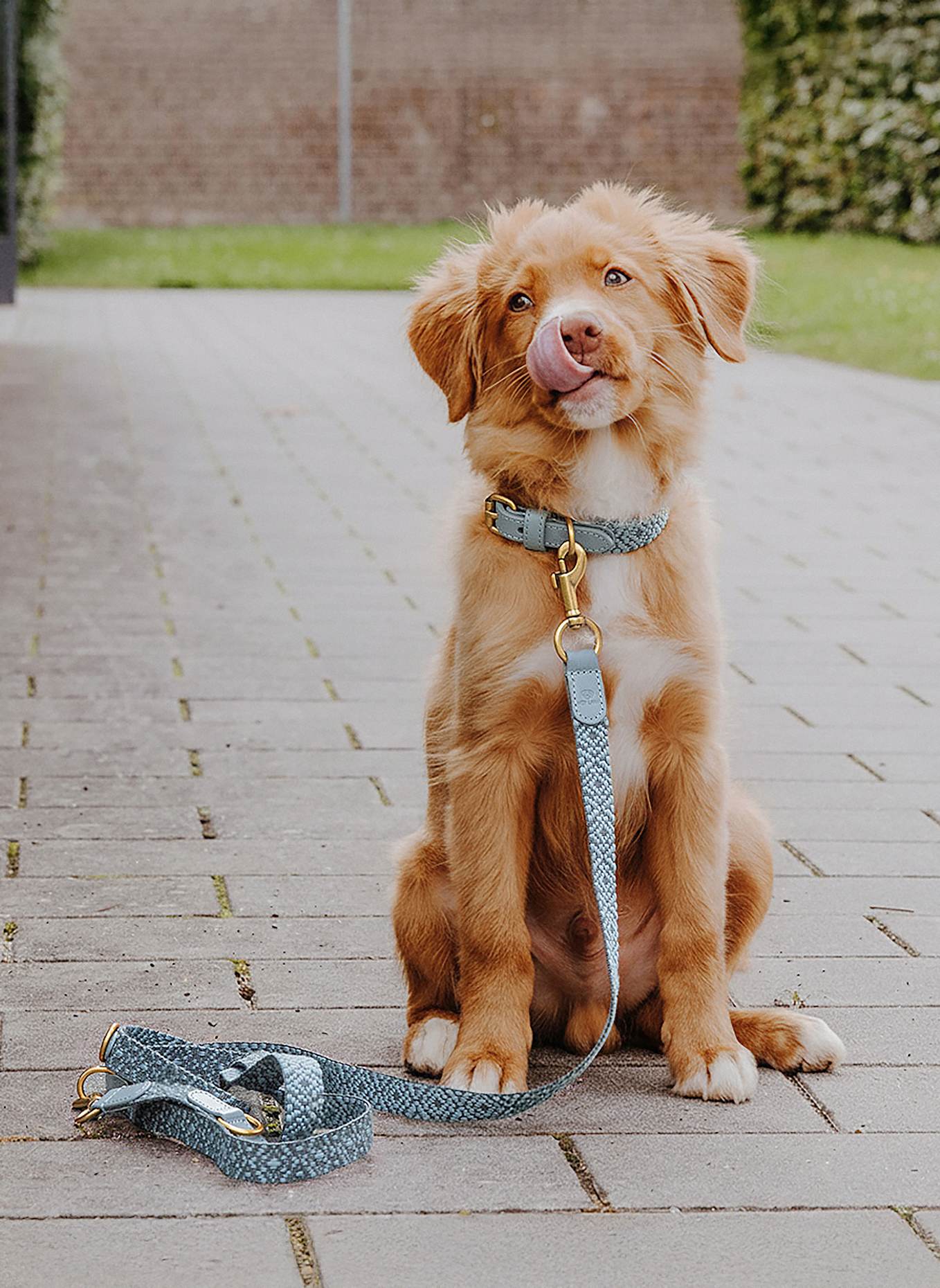 HEY LANA Hundeleine TRÈS CHIC: GRAU/ HELLBLAU