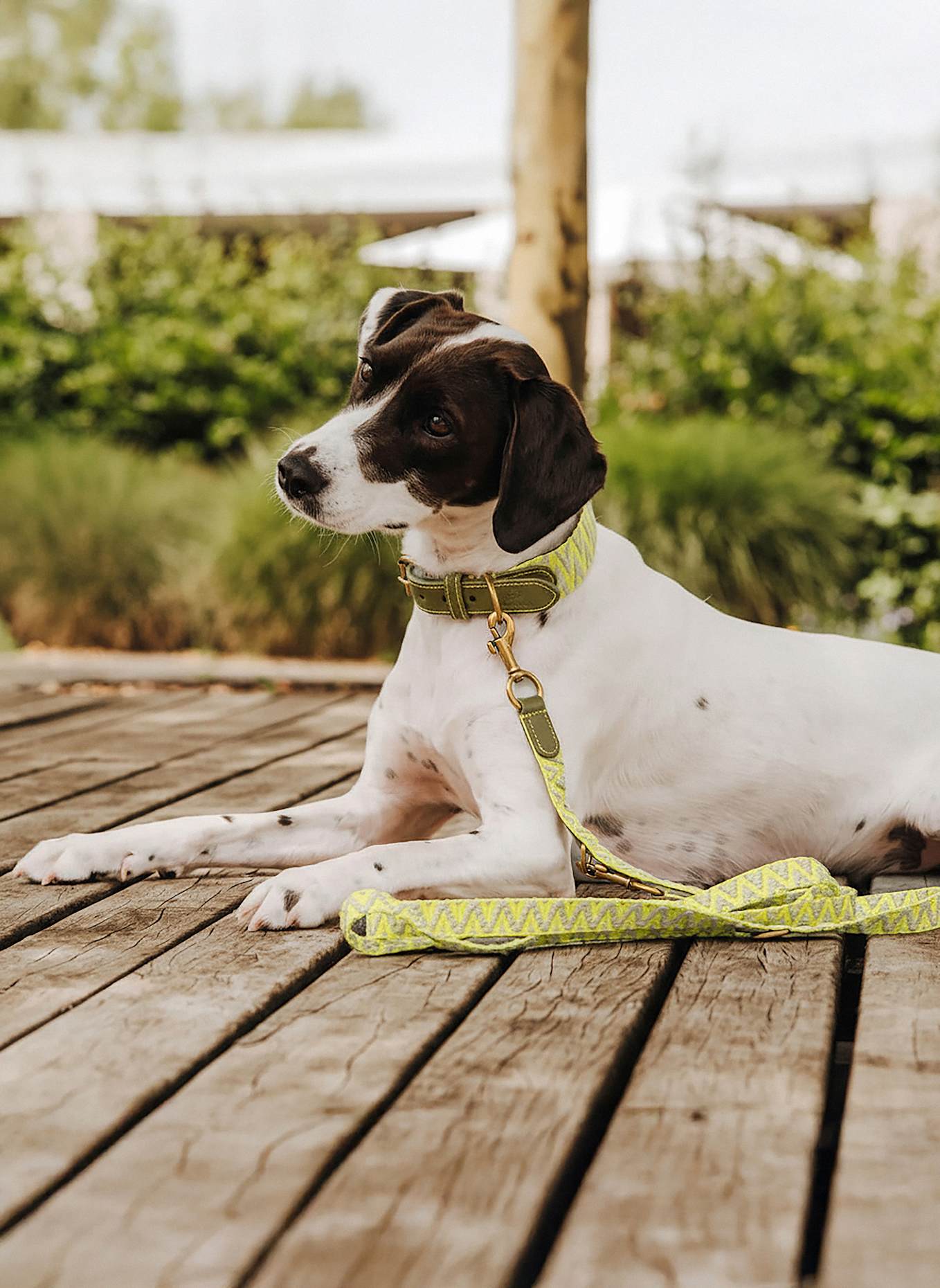 HEY LANA Hundeleine TRÈS CHIC: OLIV/ NEONGELB