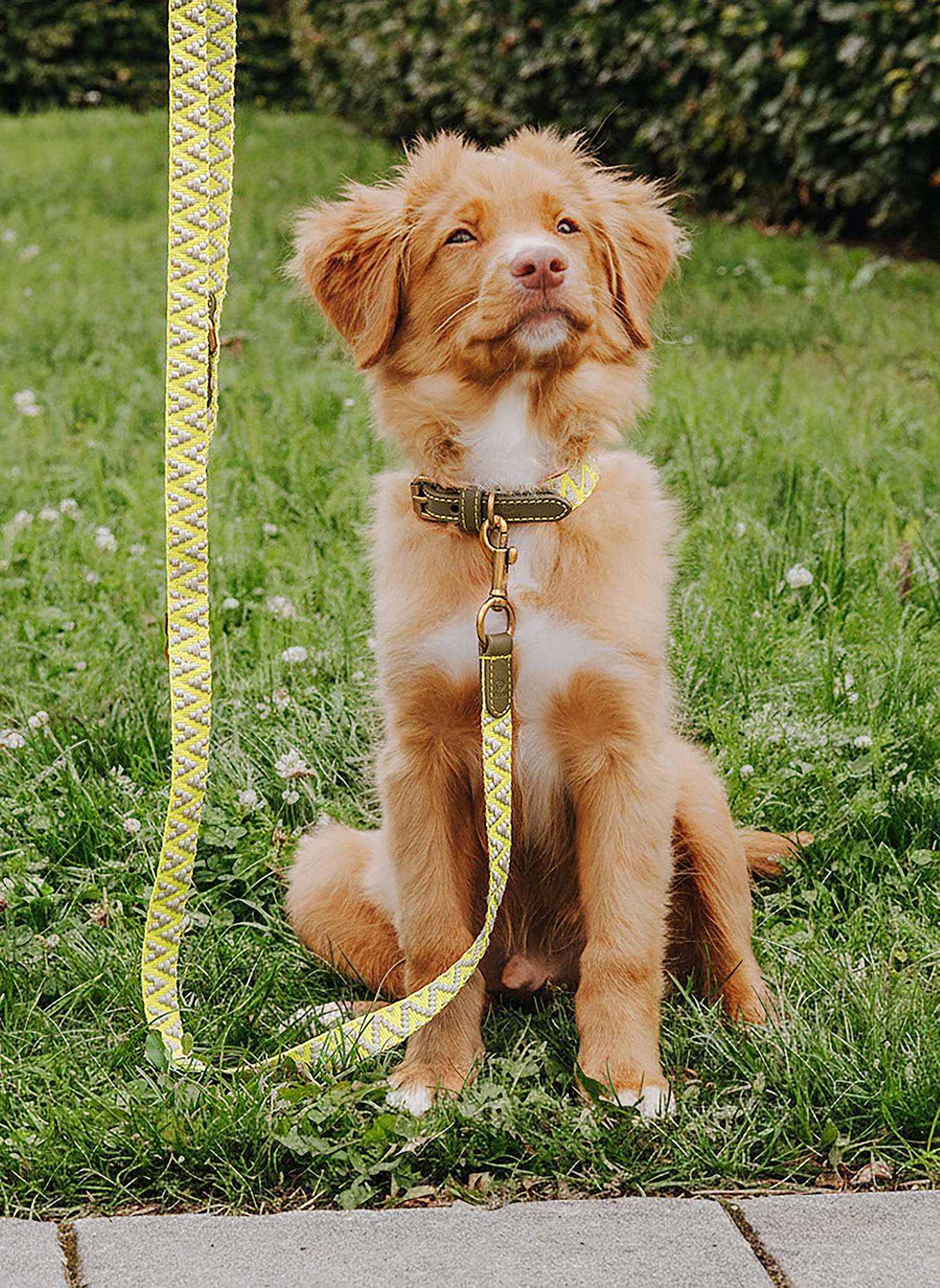 HEY LANA Hundeleine TRÈS CHIC: OLIV/ NEONGELB