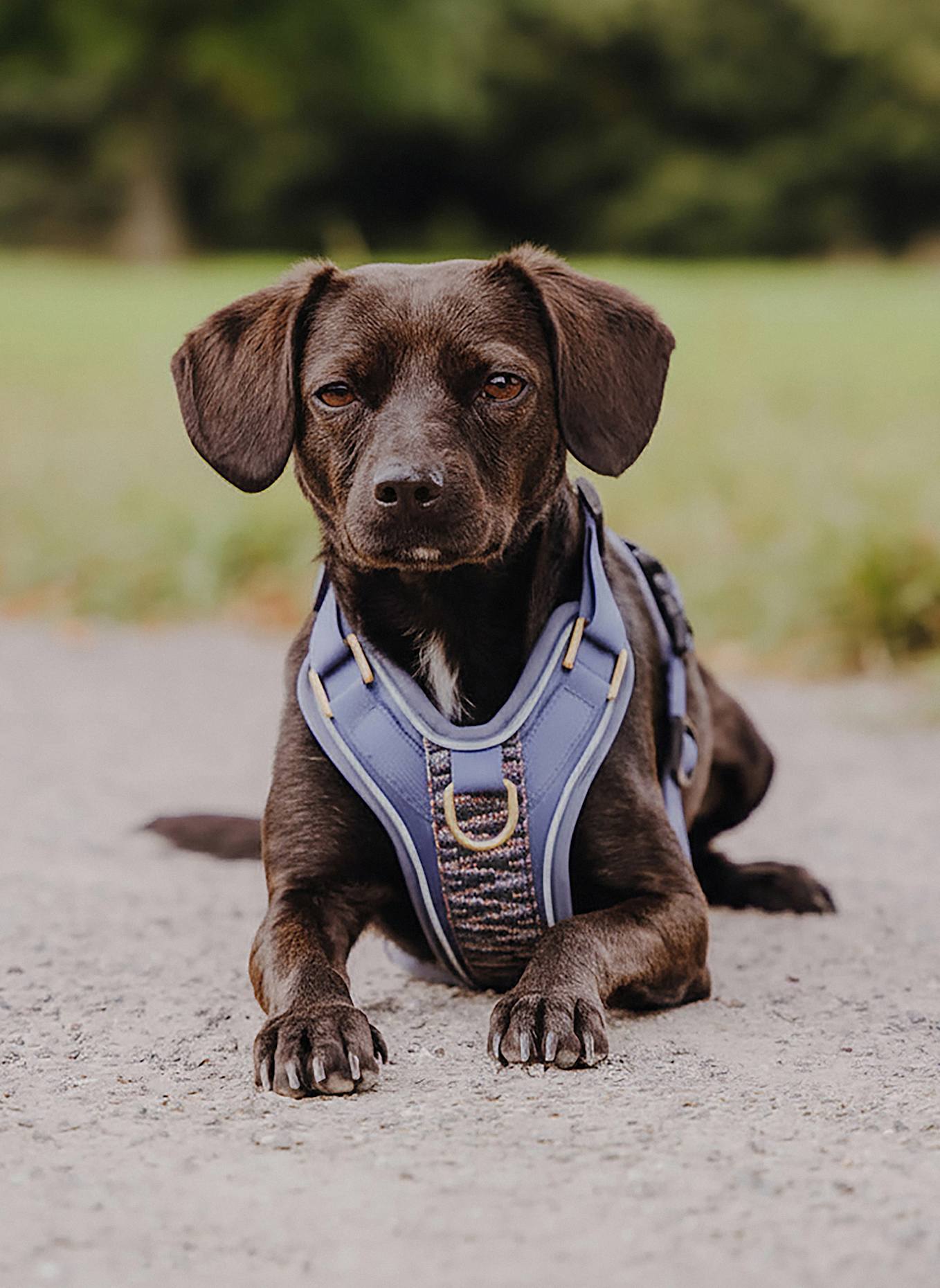 HEY LANA Hundegeschirr TRÈS CHIC: BLAU/ GRAU