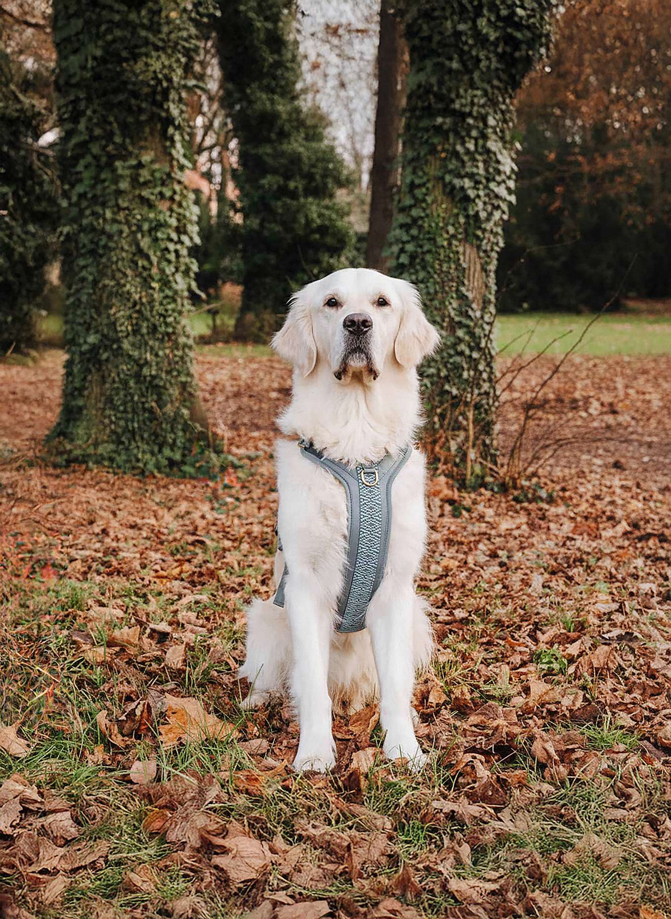 HEY LANA Hundegeschirr TRÈS CHIC: GRAU/ HELLBLAU