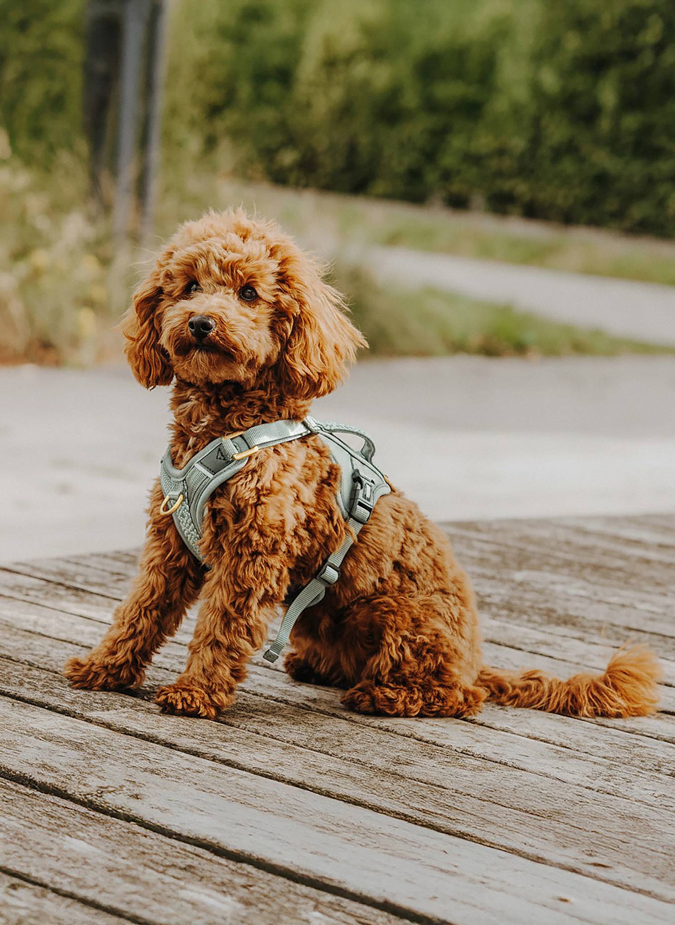 HEY LANA Hundegeschirr TRÈS CHIC: GRAU/ HELLBLAU