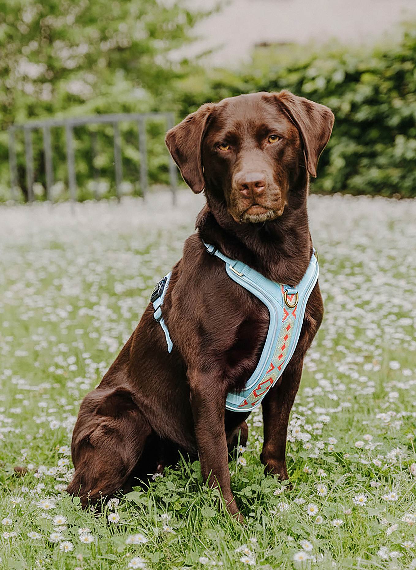 HEY LANA Hundegeschirr TRÈS CHIC: ROT/ HELLBLAU