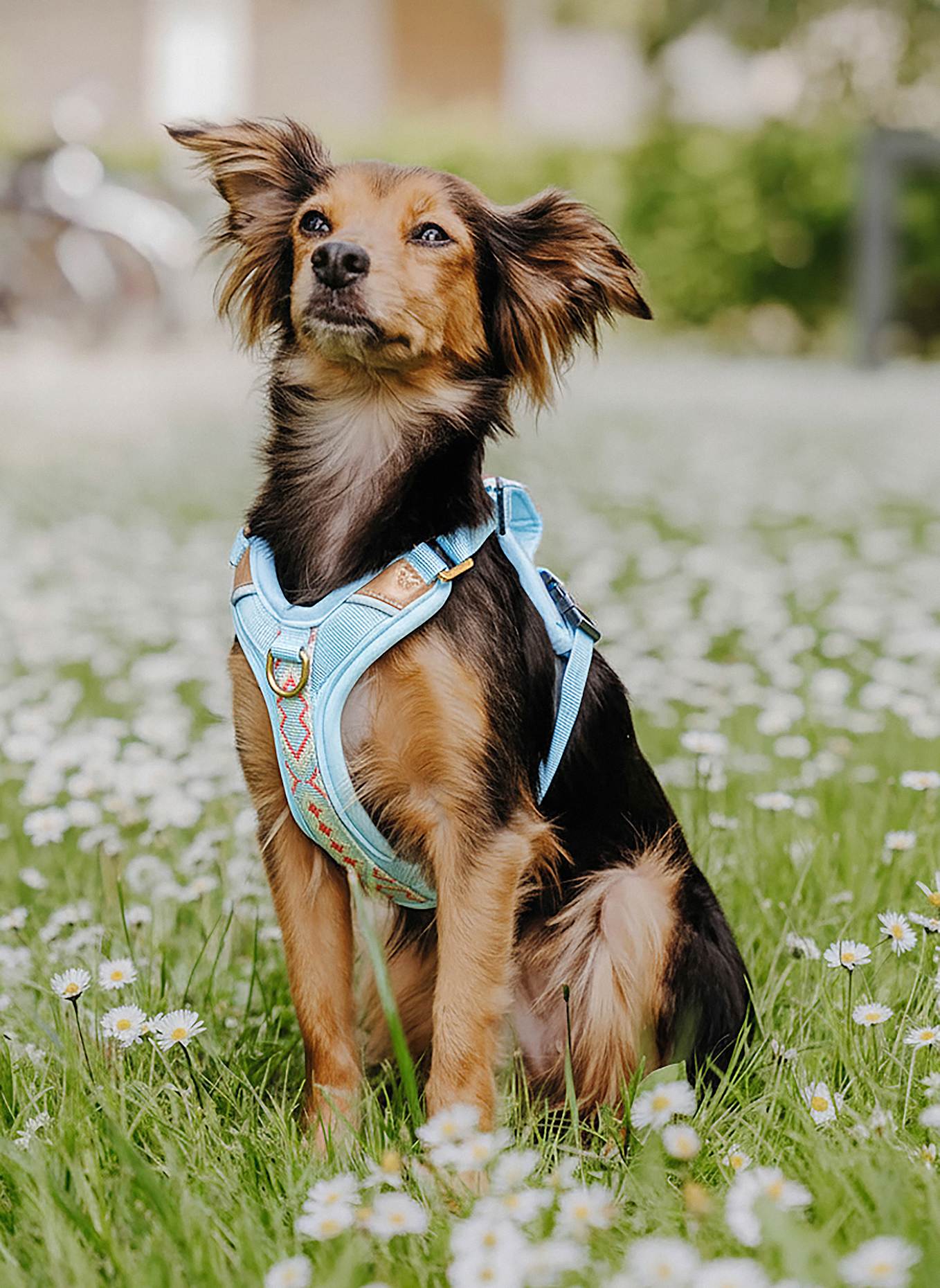 HEY LANA Hundegeschirr TRÈS CHIC: ROT/ HELLBLAU