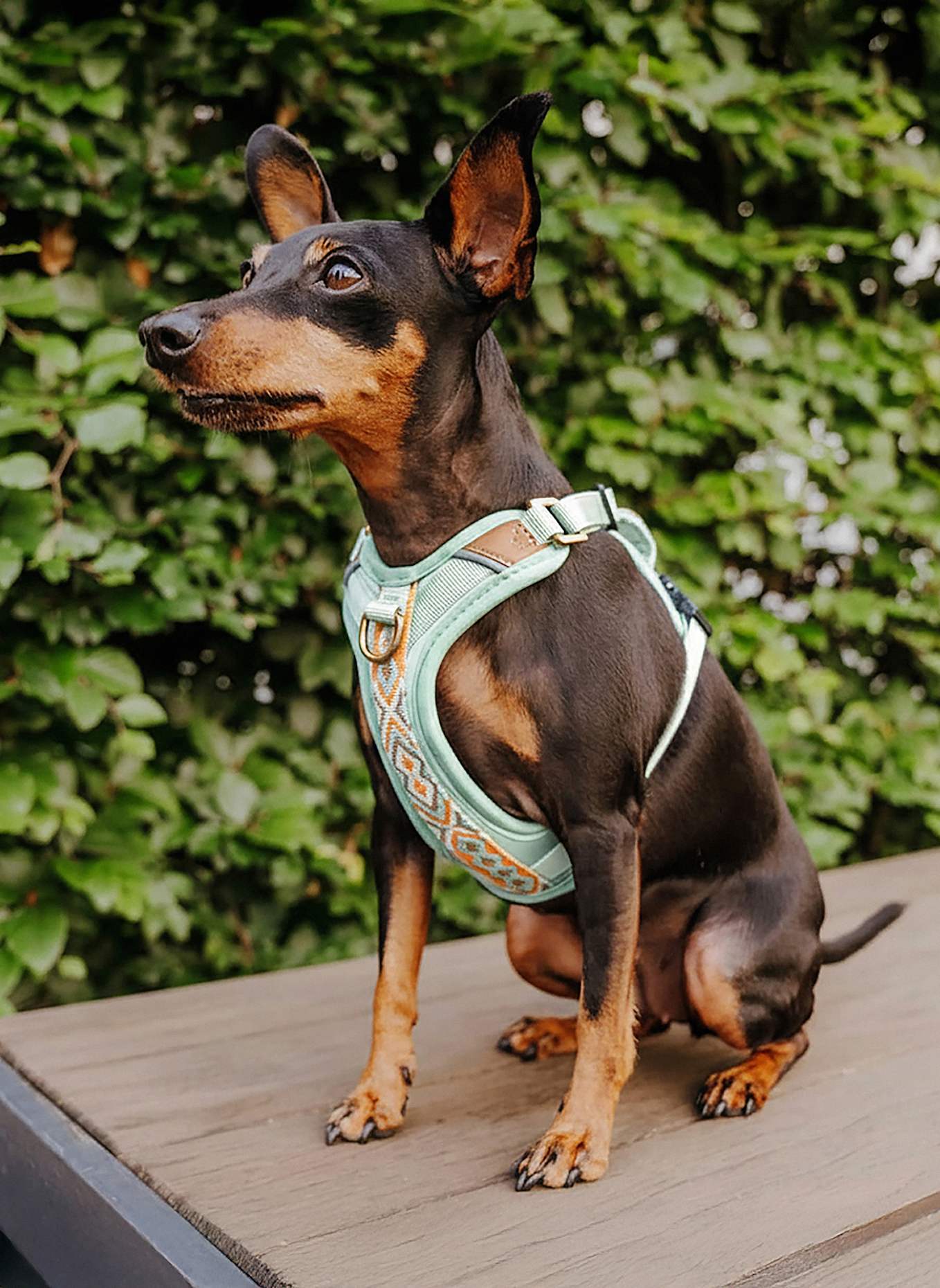 HEY LANA Hundegeschirr TRÈS CHIC: MINT/ ORANGE