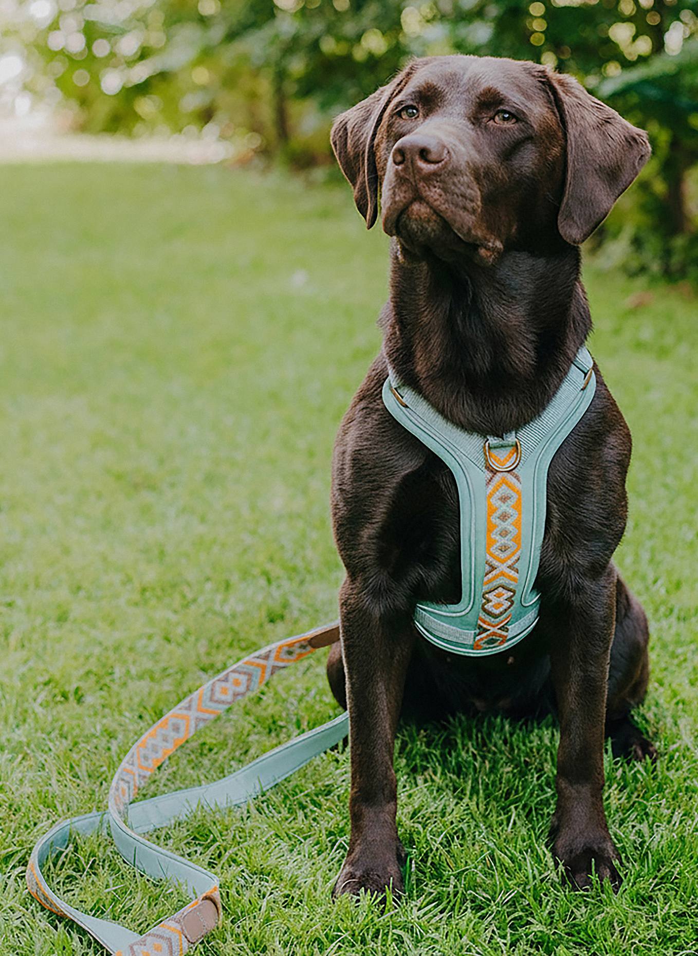 HEY LANA Hundegeschirr TRÈS CHIC: MINT/ ORANGE