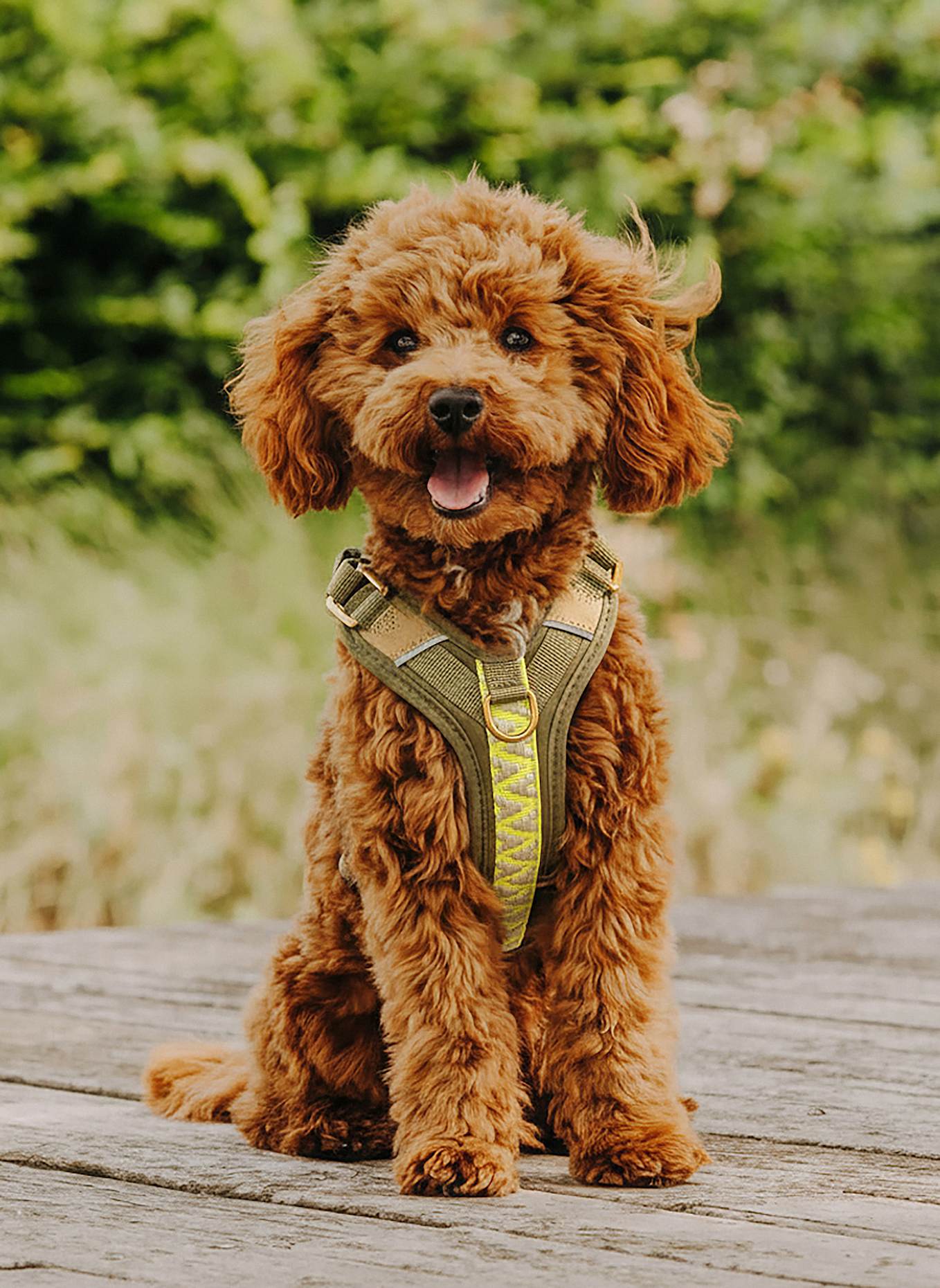 HEY LANA Hundegeschirr TRÈS CHIC: OLIV/ NEONGELB