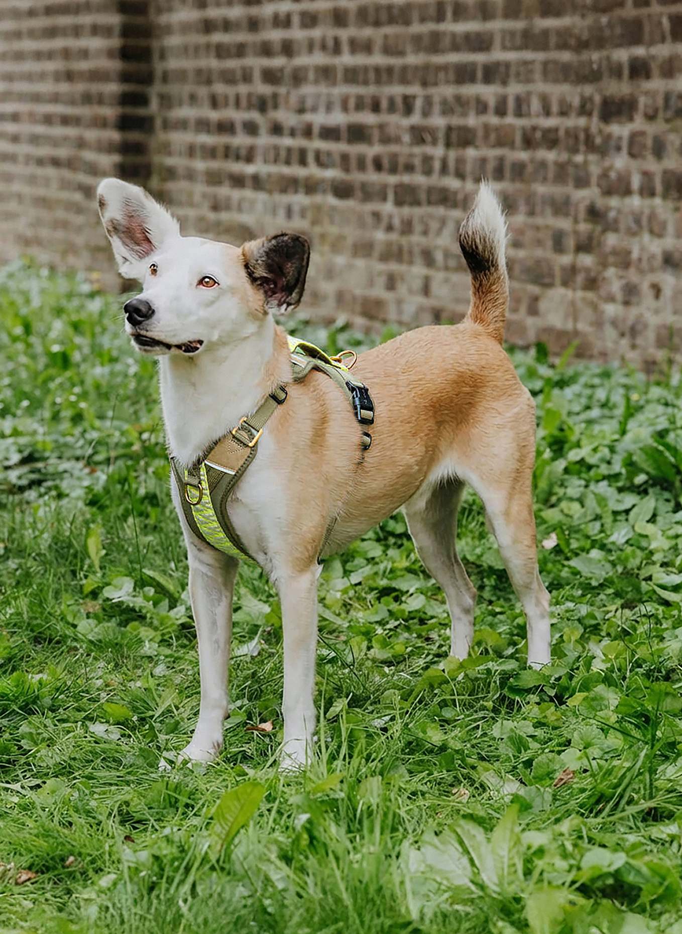 HEY LANA Hundegeschirr TRÈS CHIC: OLIV/ NEONGELB