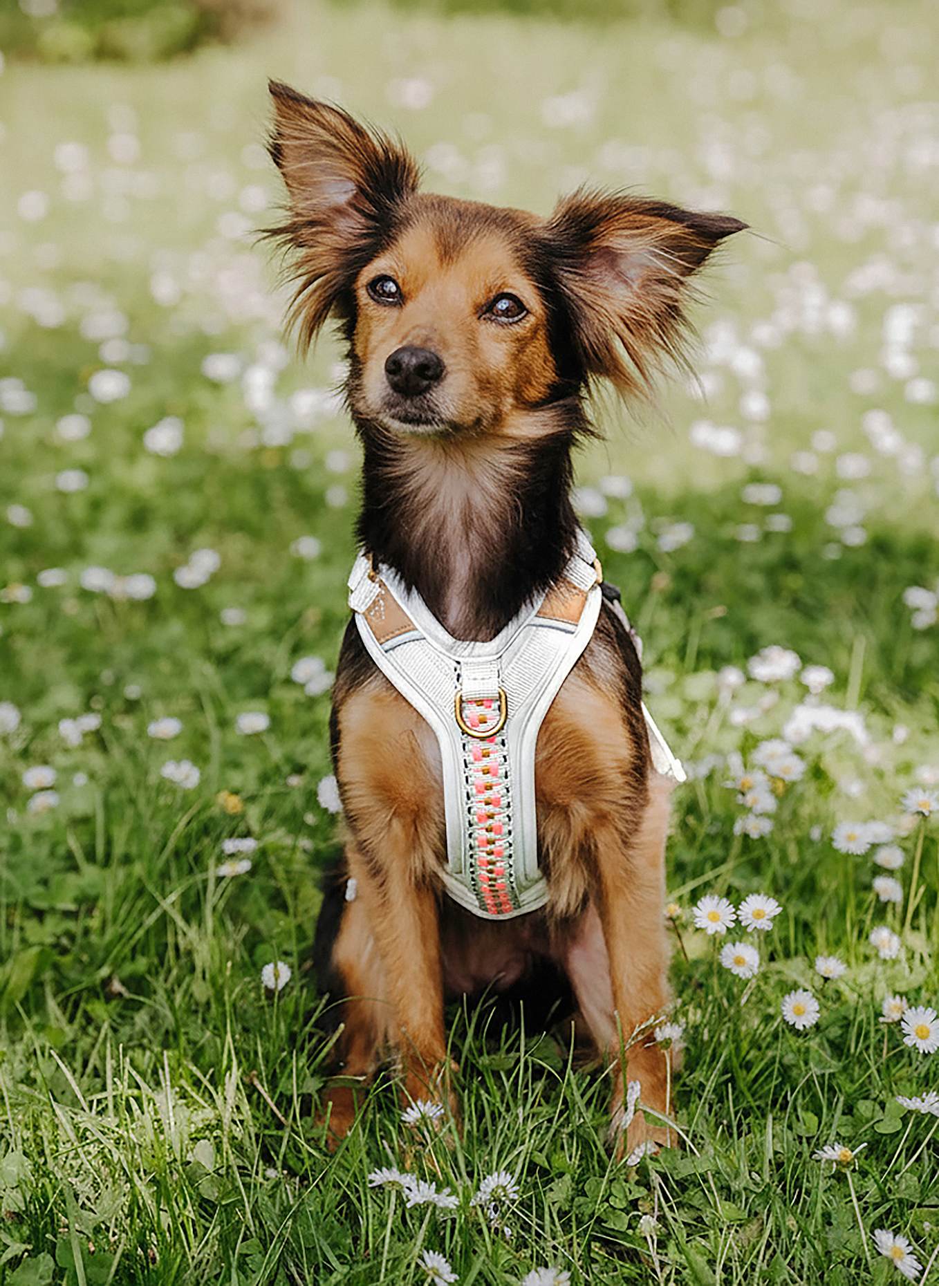 HEY LANA Hundegeschirr TRÈS CHIC: PINK/ BEIGE