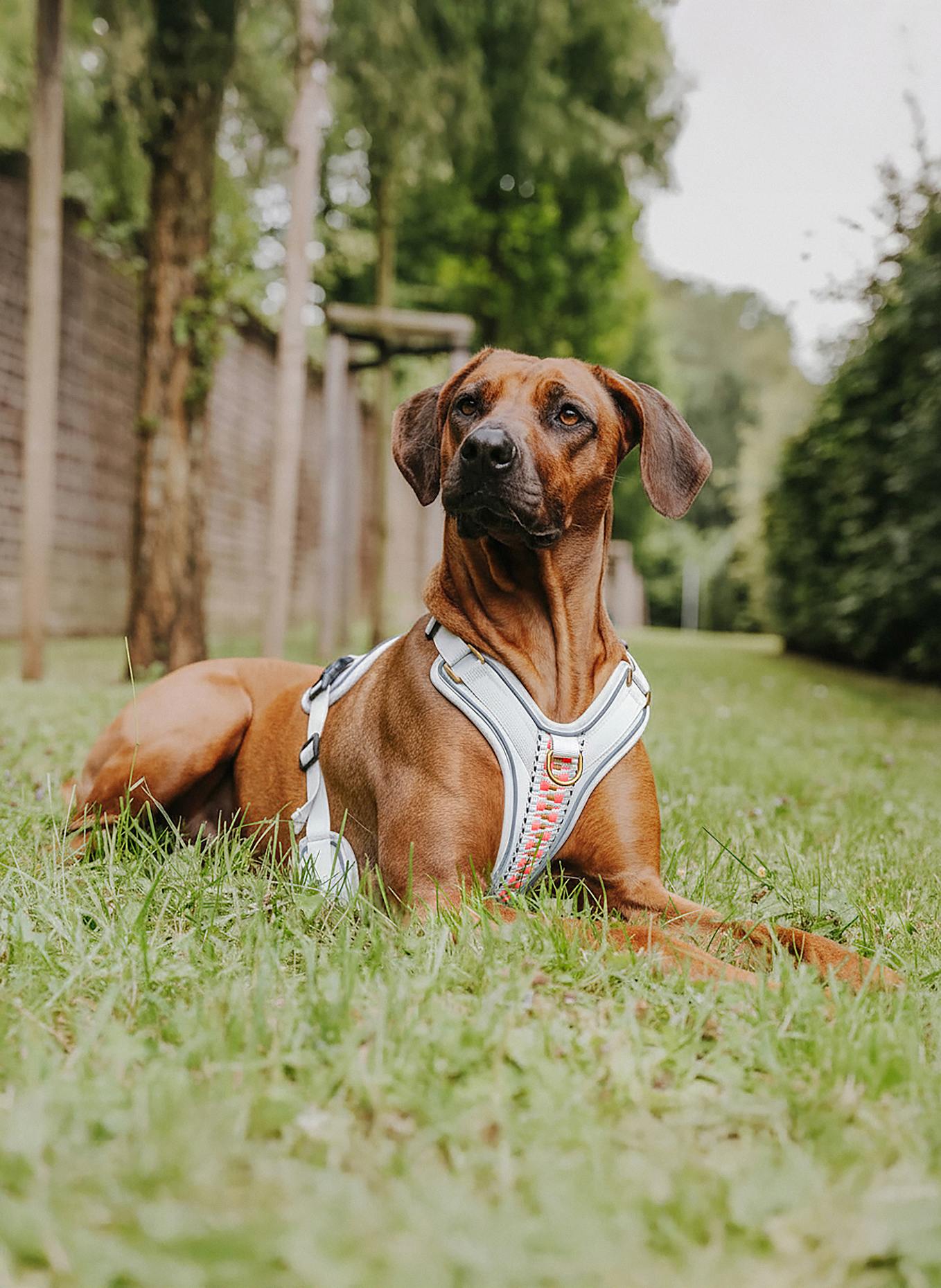 HEY LANA Hundegeschirr TRÈS CHIC: PINK/ BEIGE