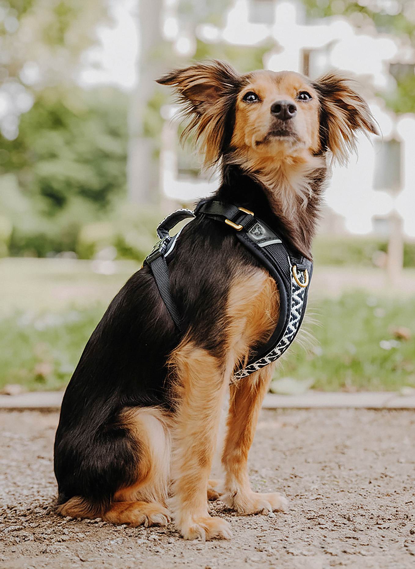 HEY LANA Hundegeschirr TRÈS CHIC: SCHWARZ/ WEISS