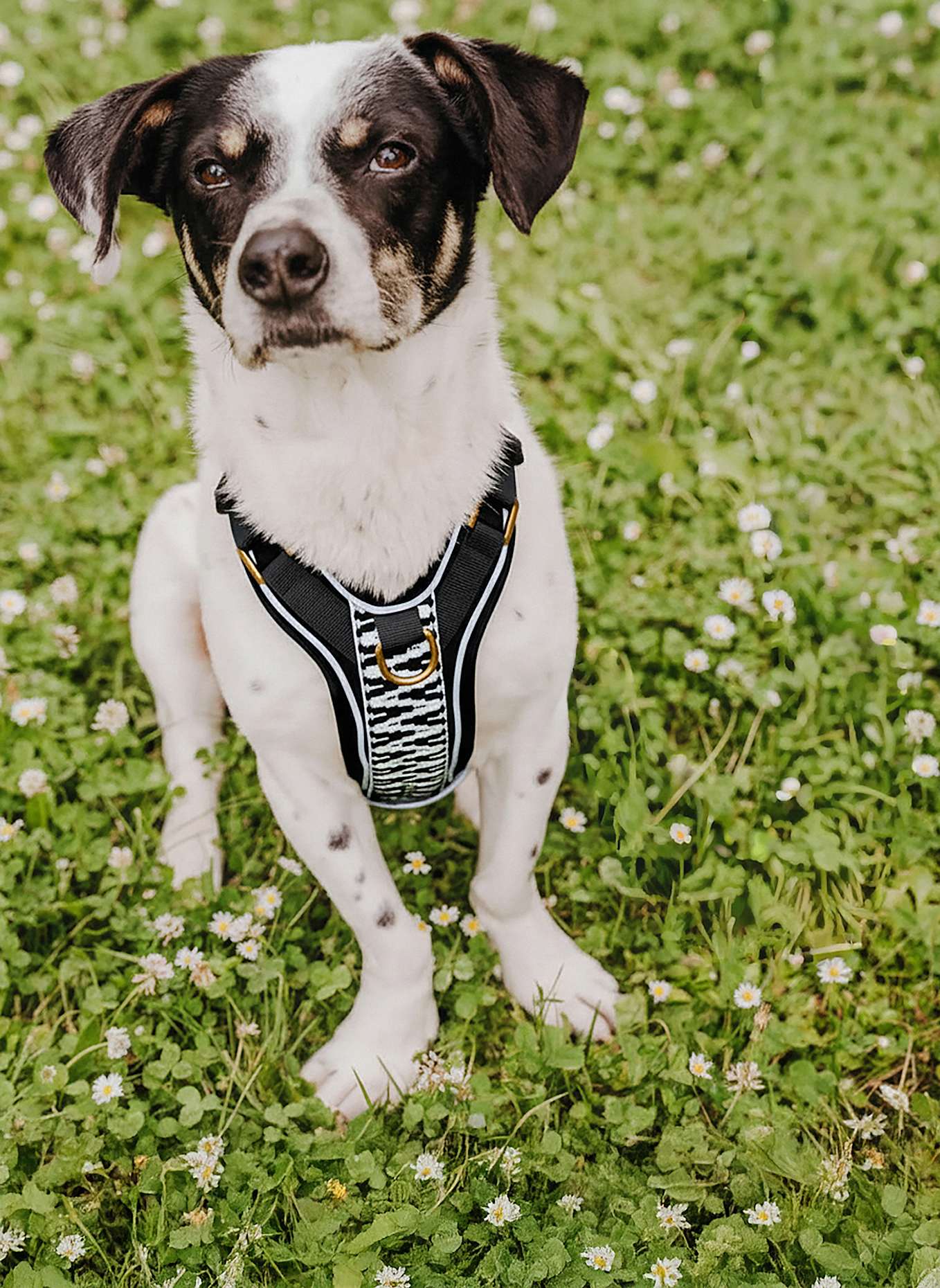 HEY LANA Hundegeschirr TRÈS CHIC: SCHWARZ/ WEISS