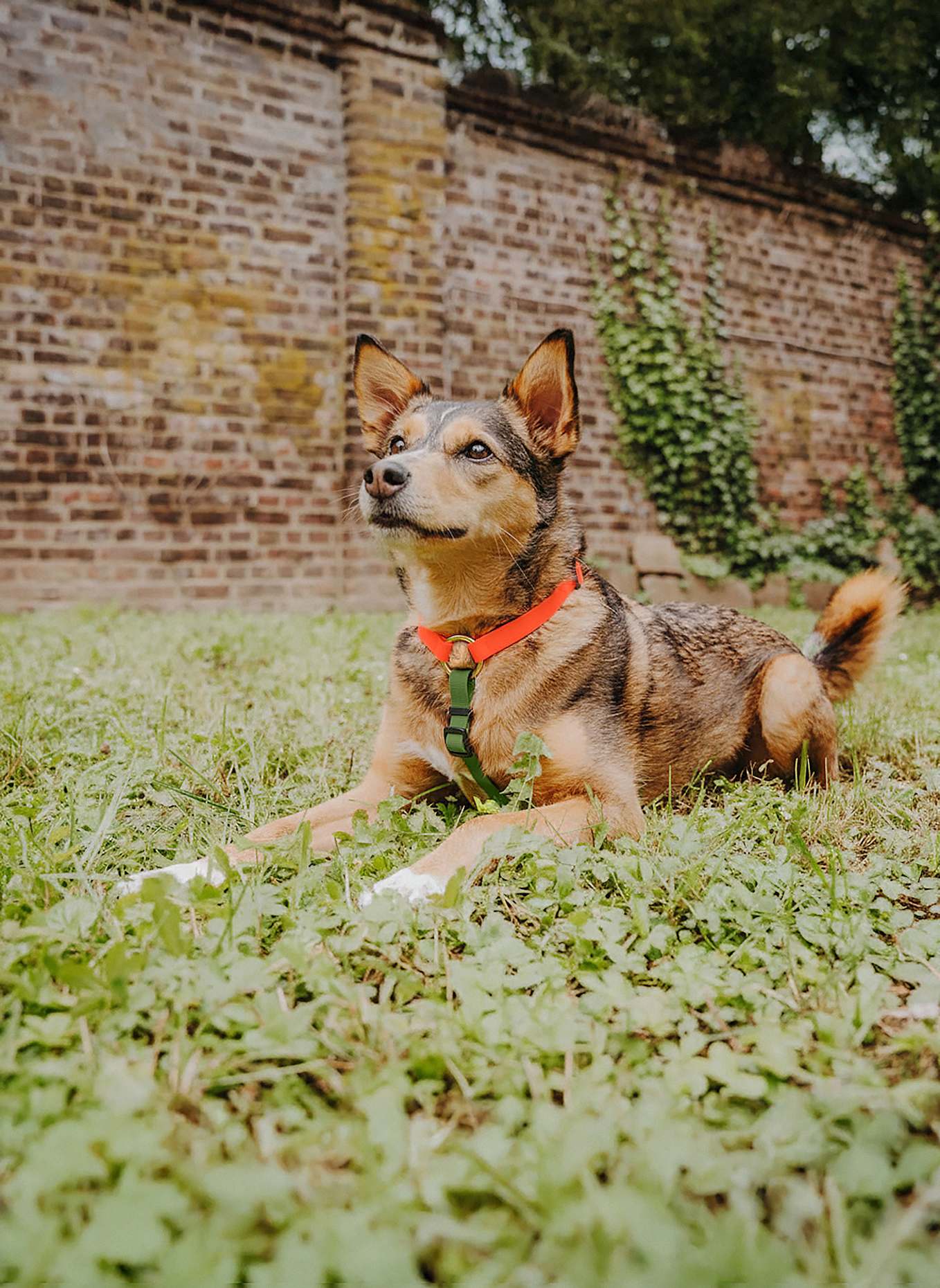 HEY LANA Hundegeschirr OUTDOOR FLEX: NEONORANGE/ GRÜN
