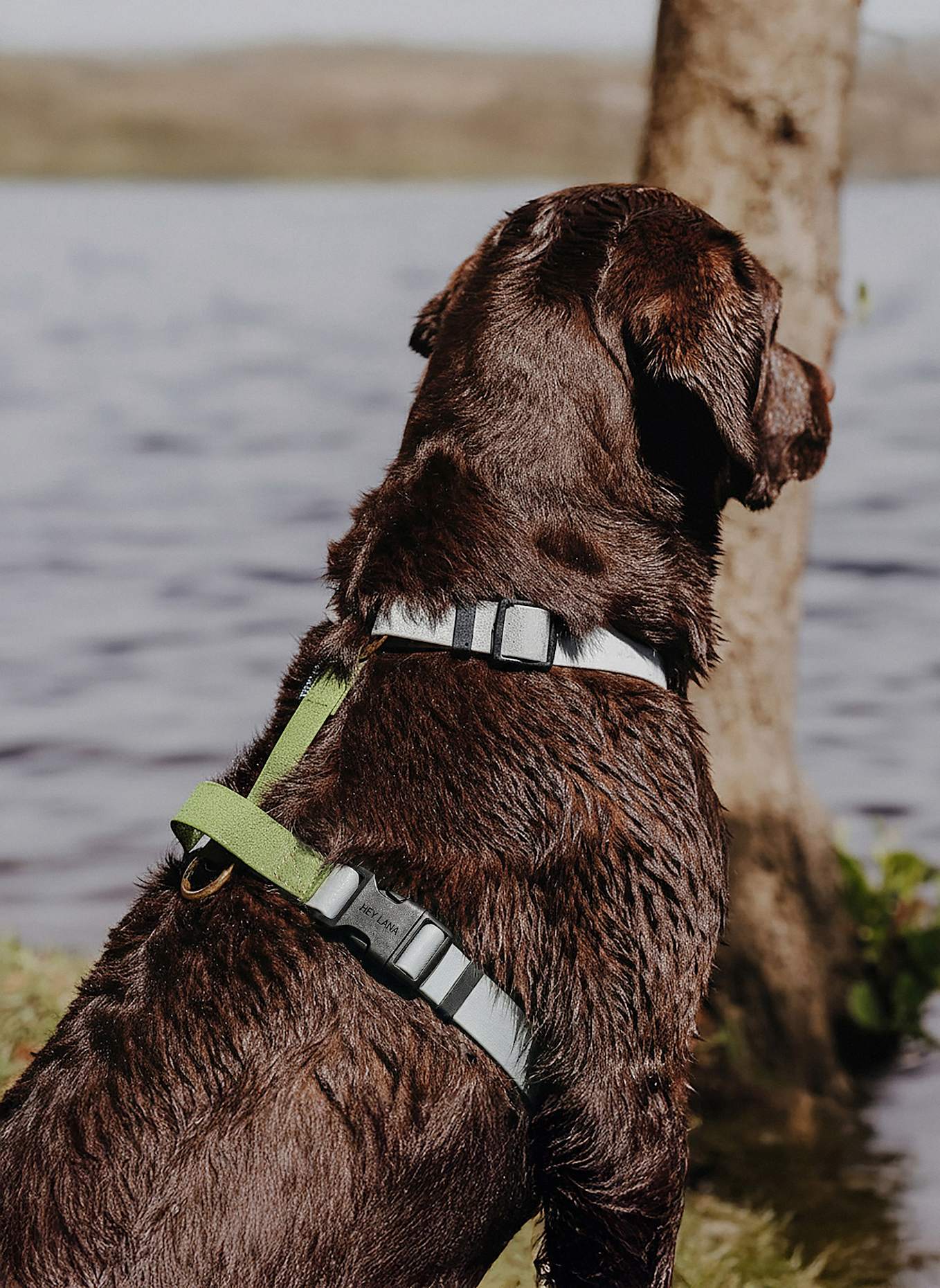 HEY LANA Hundegeschirr OUTDOOR FLEX: GRAU/ GRÜN