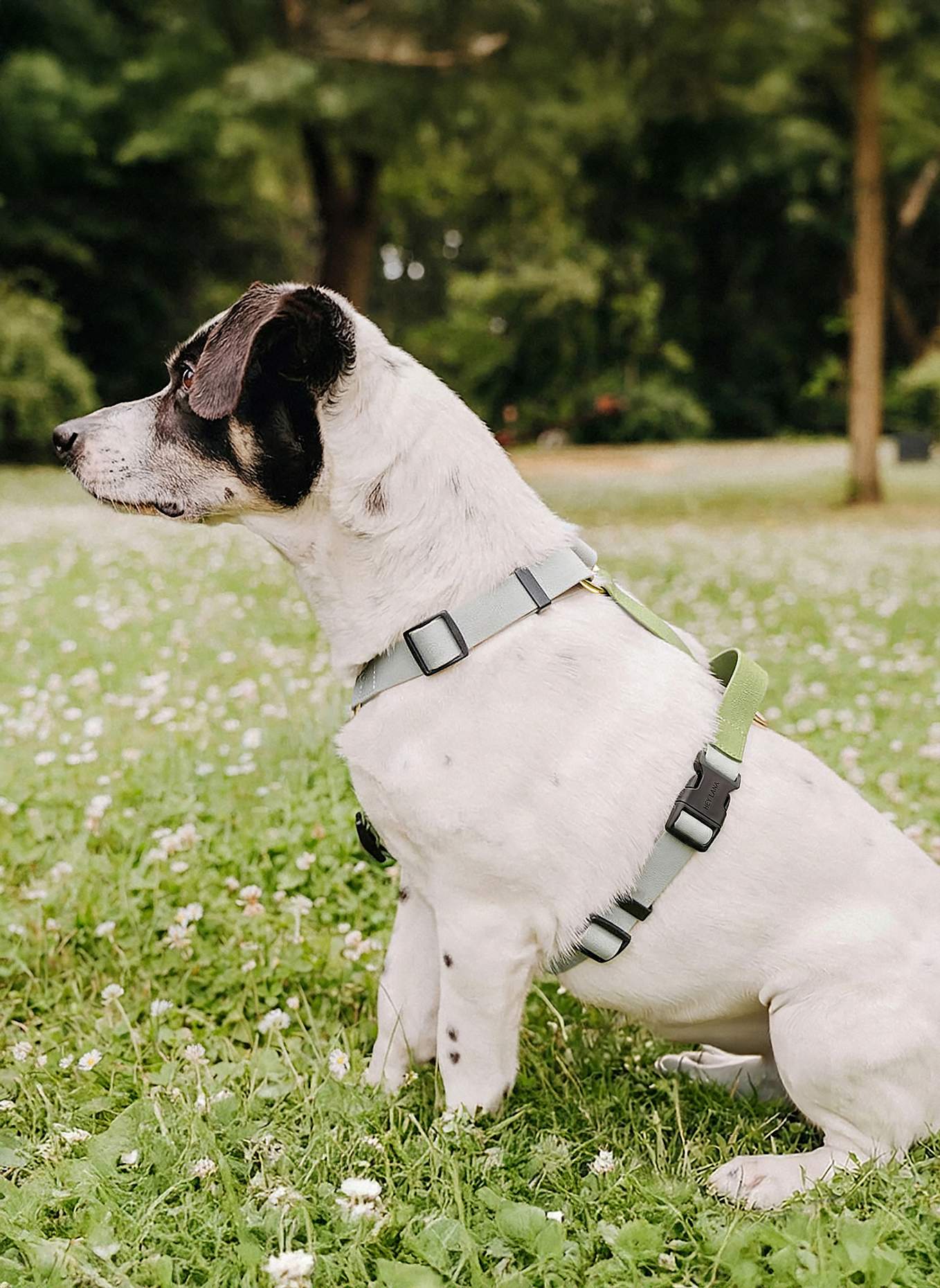 HEY LANA Hundegeschirr OUTDOOR FLEX: GRAU/ GRÜN