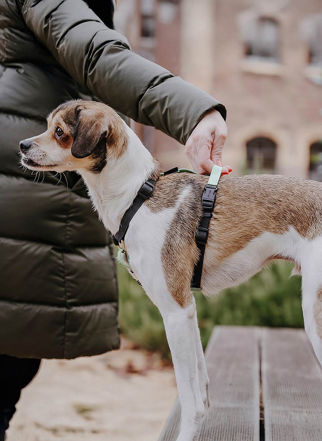 HEY LANA Hundegeschirr OUTDOOR FLEX: SCHWARZ/ MINT