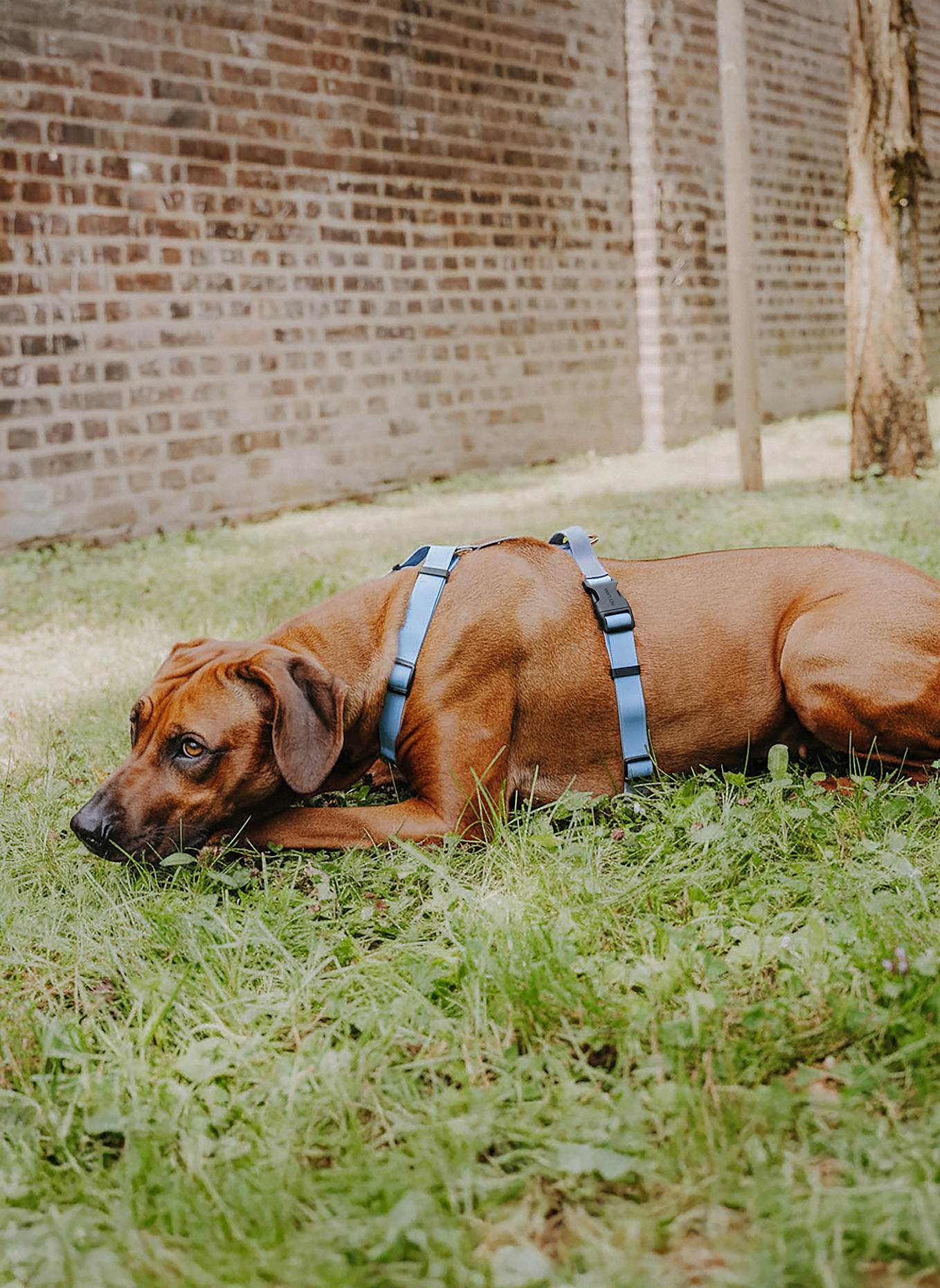 HEY LANA Hundegeschirr OUTDOOR FLEX: TAUPE/ HELLBLAU