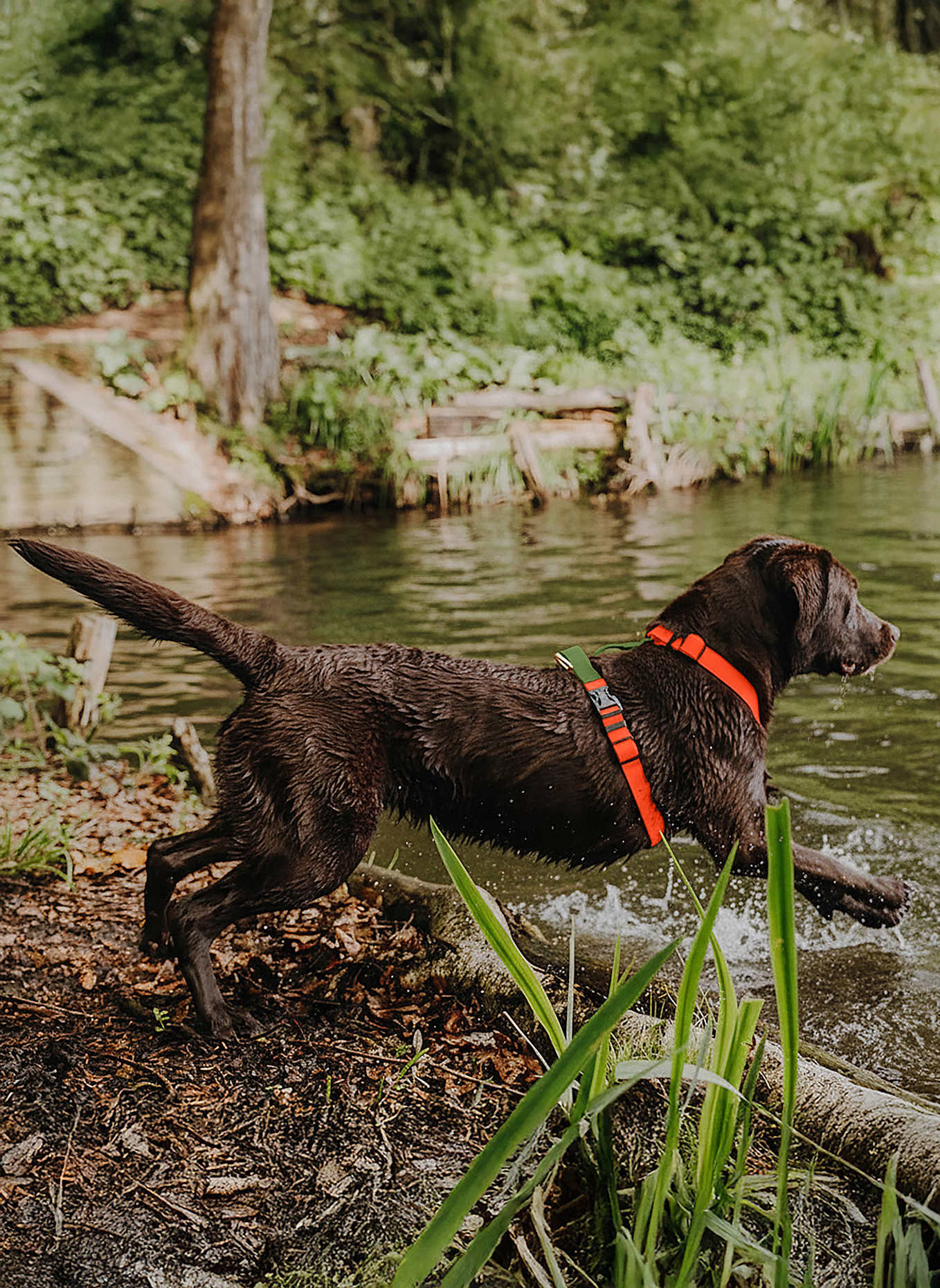 HEY LANA Hundegeschirr OUTDOOR FLEX: NEONORANGE/ GRÜN