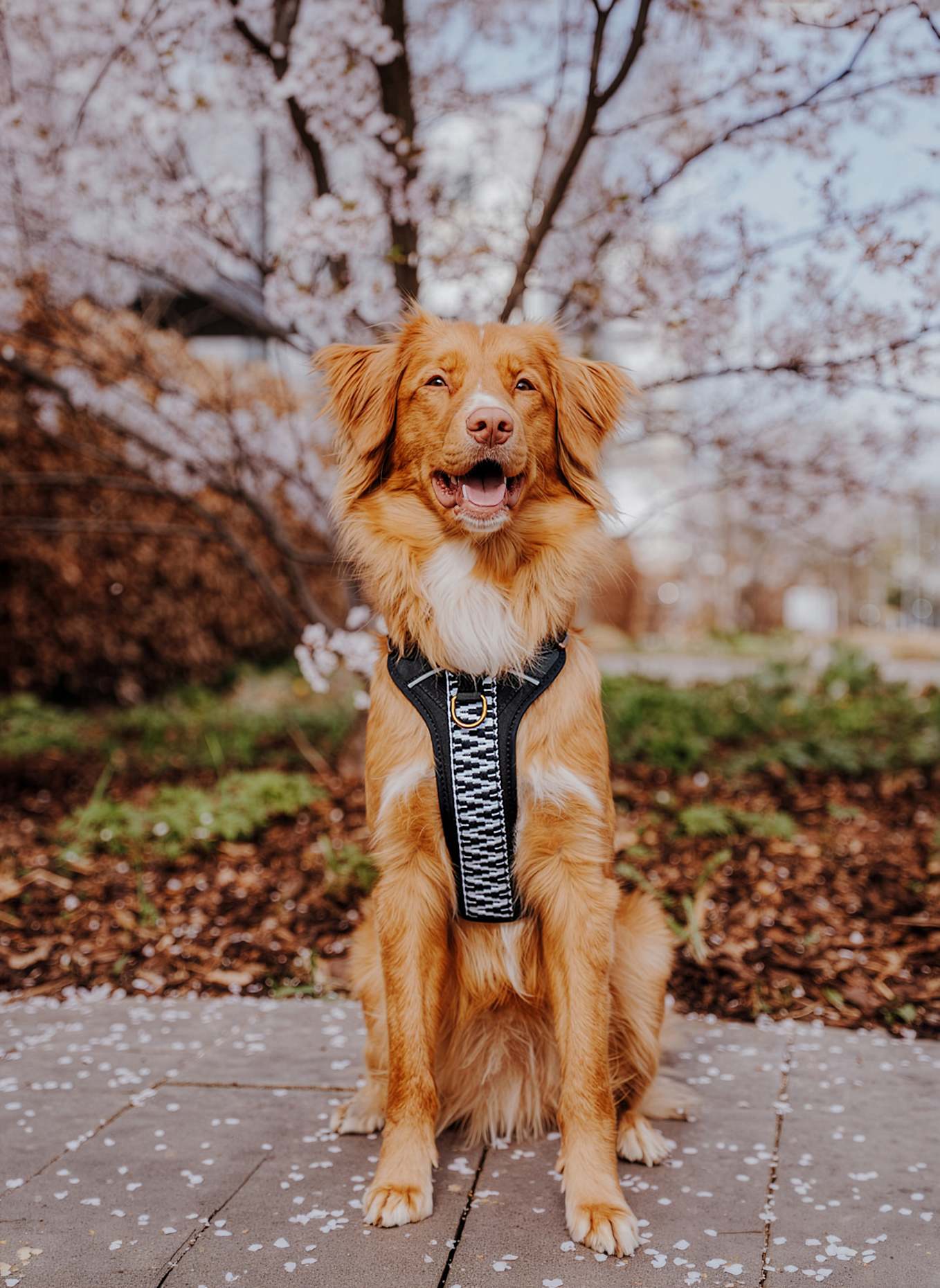 HEY LANA Hundegeschirr TRÈS CHIC: SCHWARZ/ WEISS