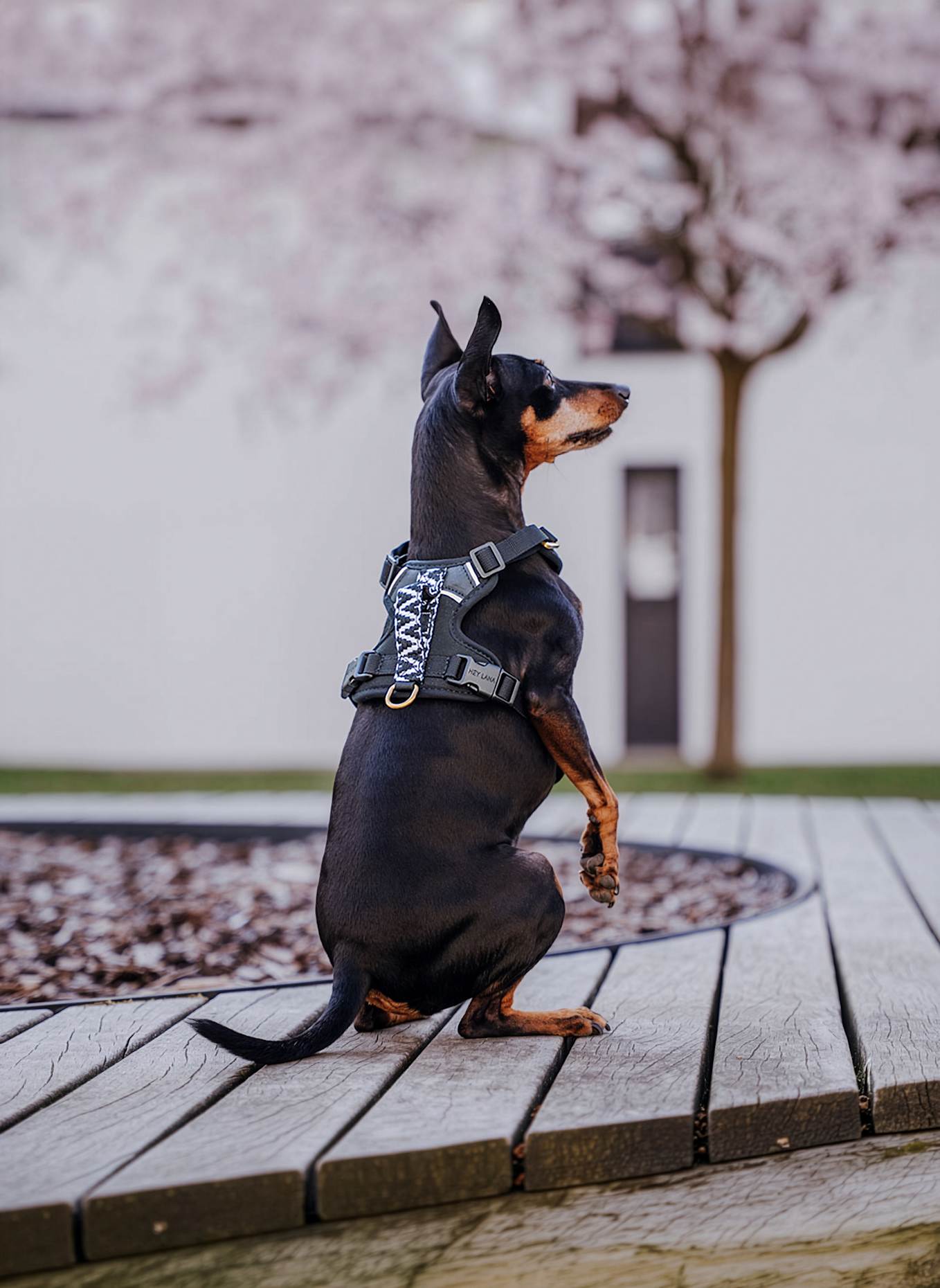 HEY LANA Hundegeschirr TRÈS CHIC: SCHWARZ/ WEISS