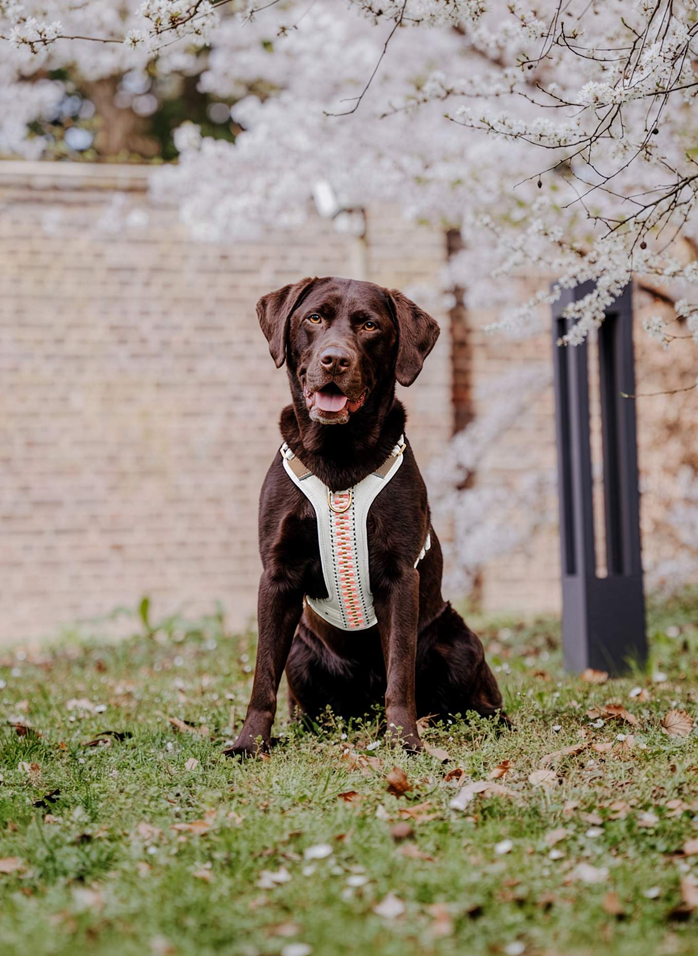 HEY LANA Hundegeschirr TRÈS CHIC: PINK/ BEIGE