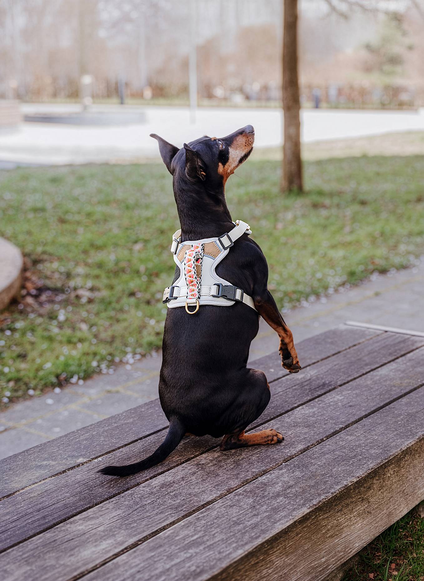 HEY LANA Hundegeschirr TRÈS CHIC: PINK/ BEIGE