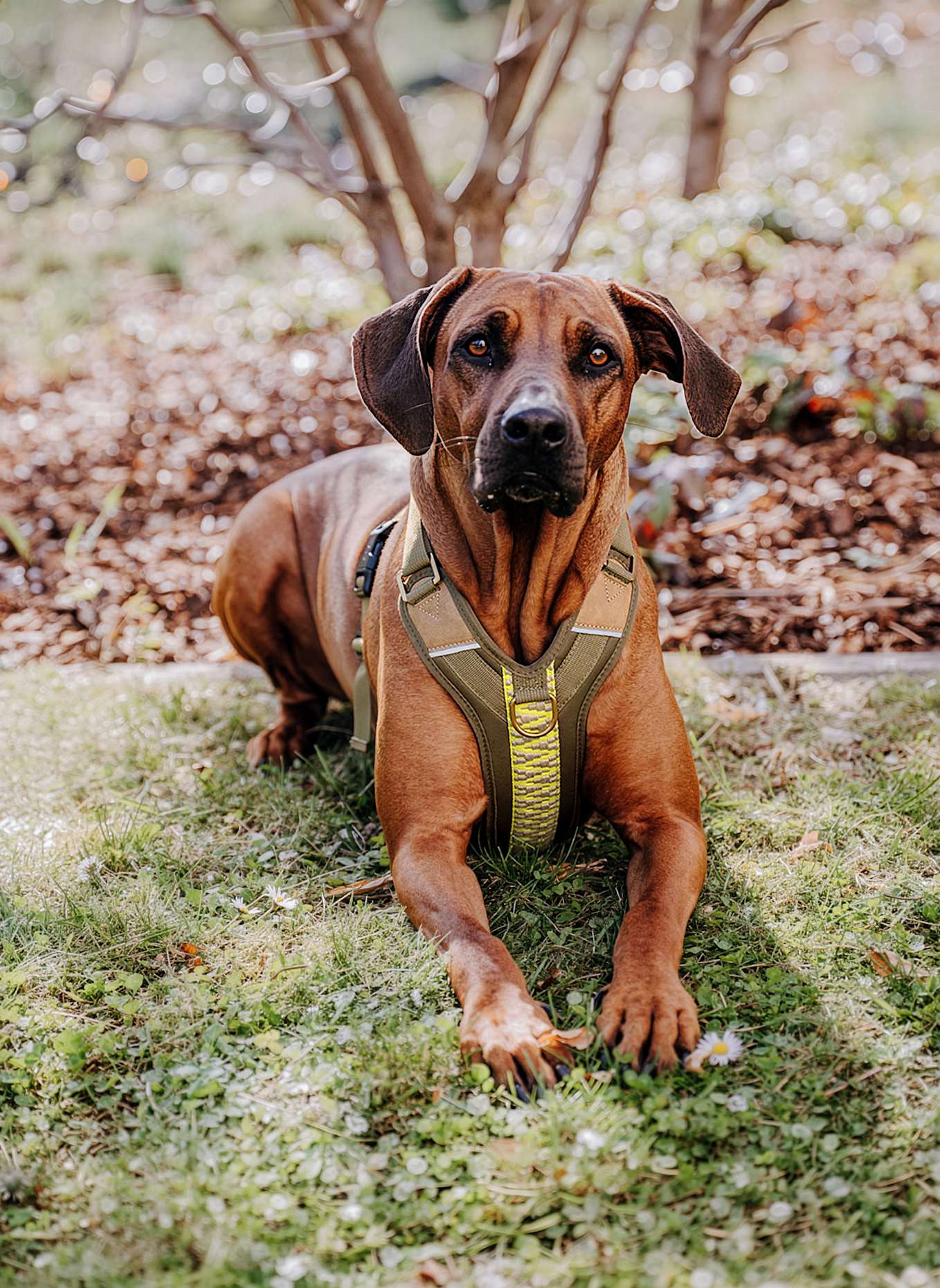 HEY LANA Hundegeschirr TRÈS CHIC: OLIV/ NEONGELB