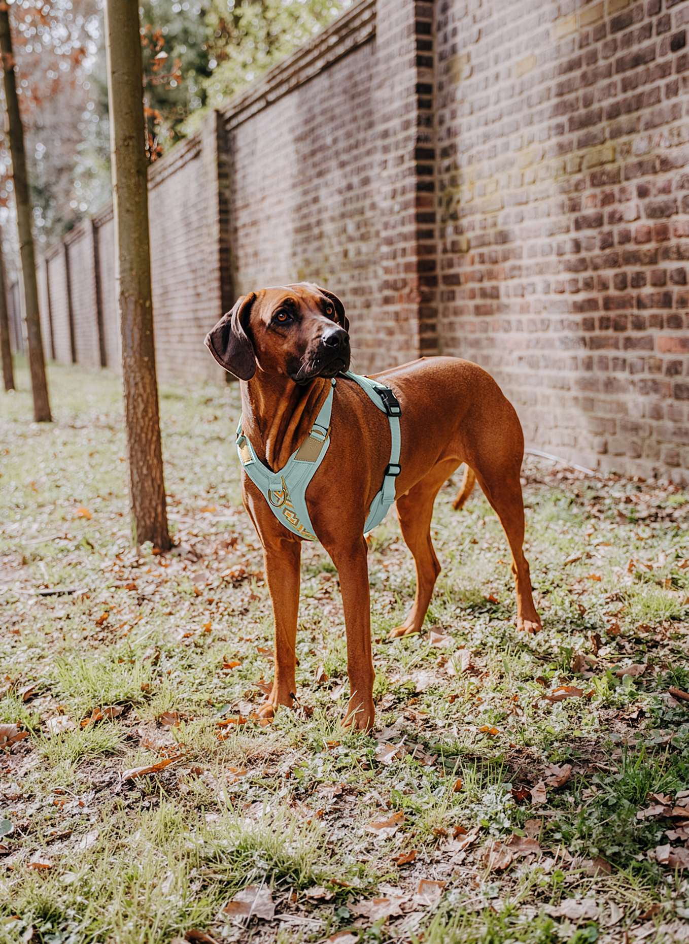 HEY LANA Hundegeschirr TRÈS CHIC: MINT/ ORANGE