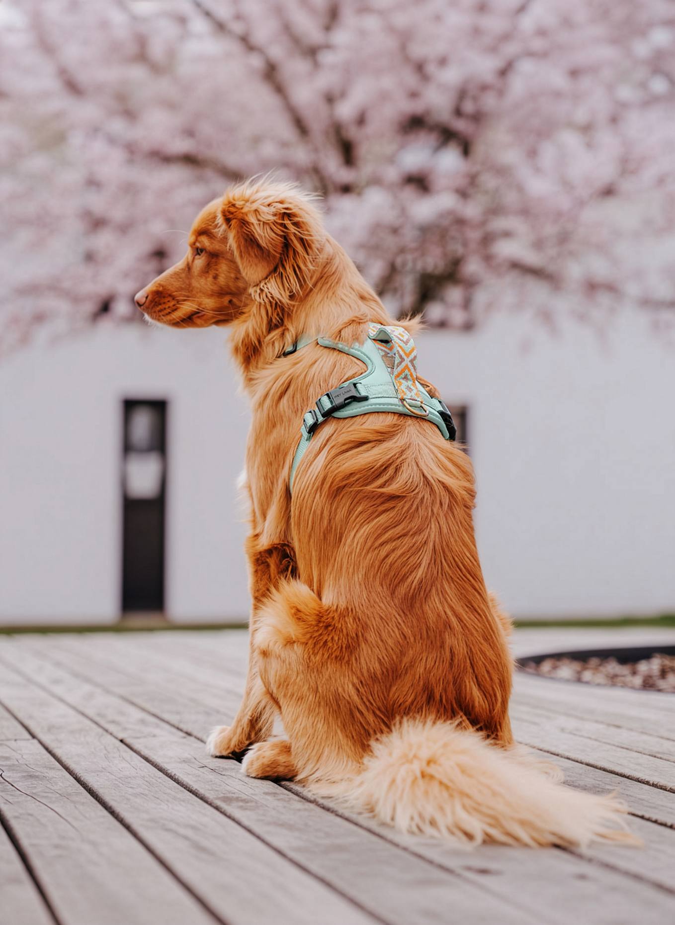 HEY LANA Hundegeschirr TRÈS CHIC: MINT/ ORANGE