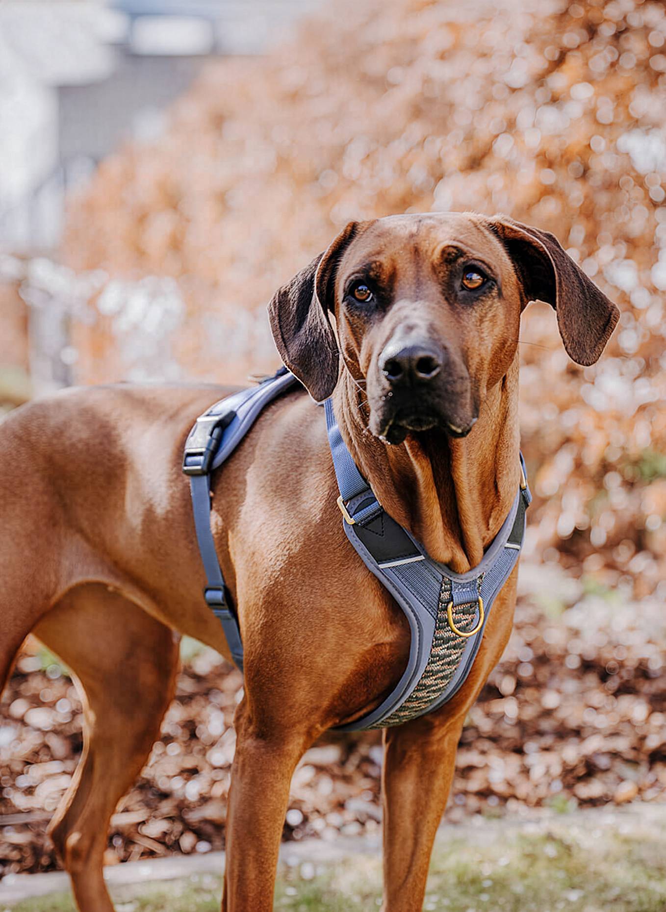 HEY LANA Hundegeschirr TRÈS CHIC: BLAU/ GRAU