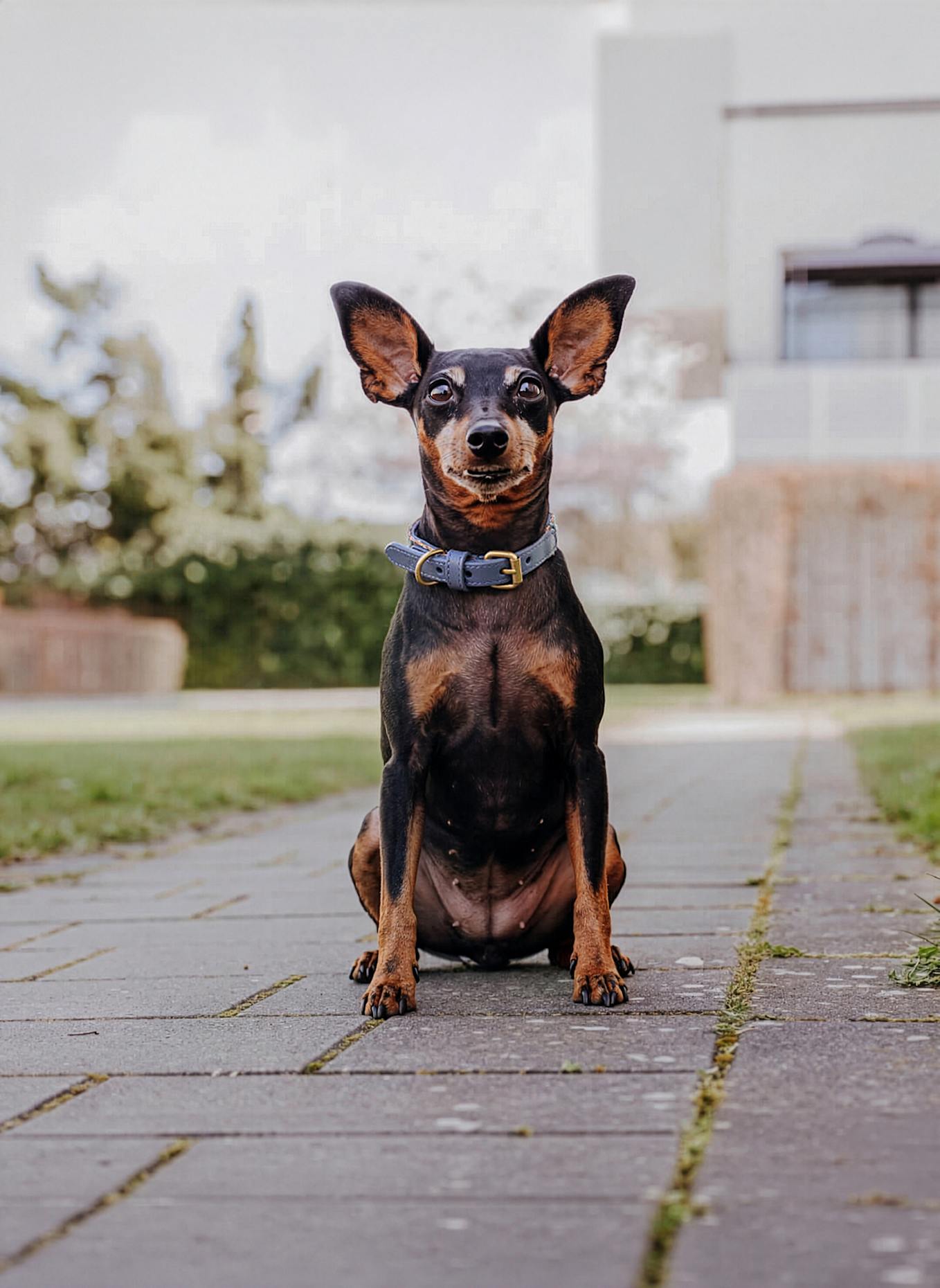HEY LANA Hundehalsband TRÈS CHIC: BLAU/ GRAU
