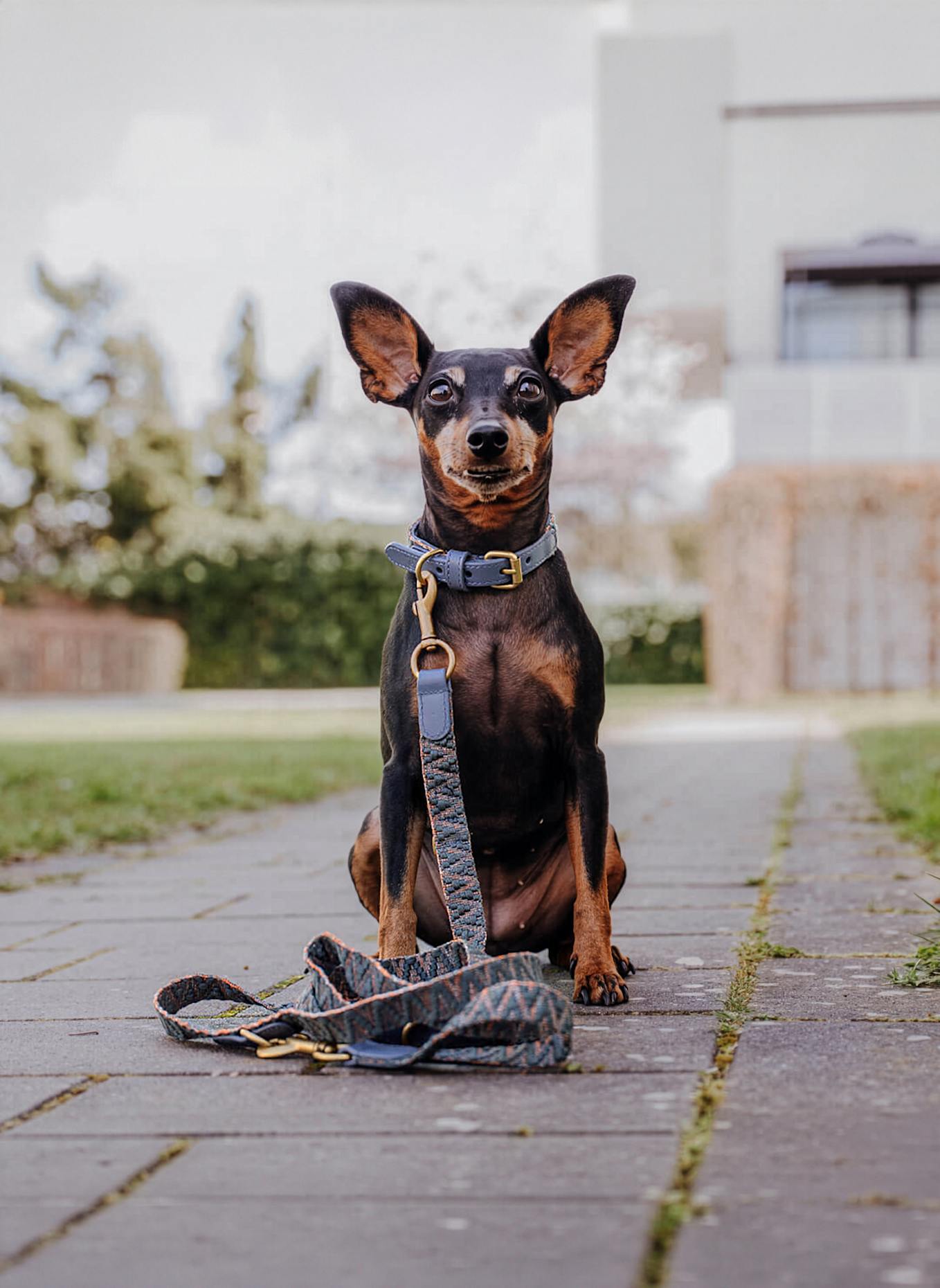 HEY LANA Hundeleine TRÈS CHIC: BLAU/ GRAU