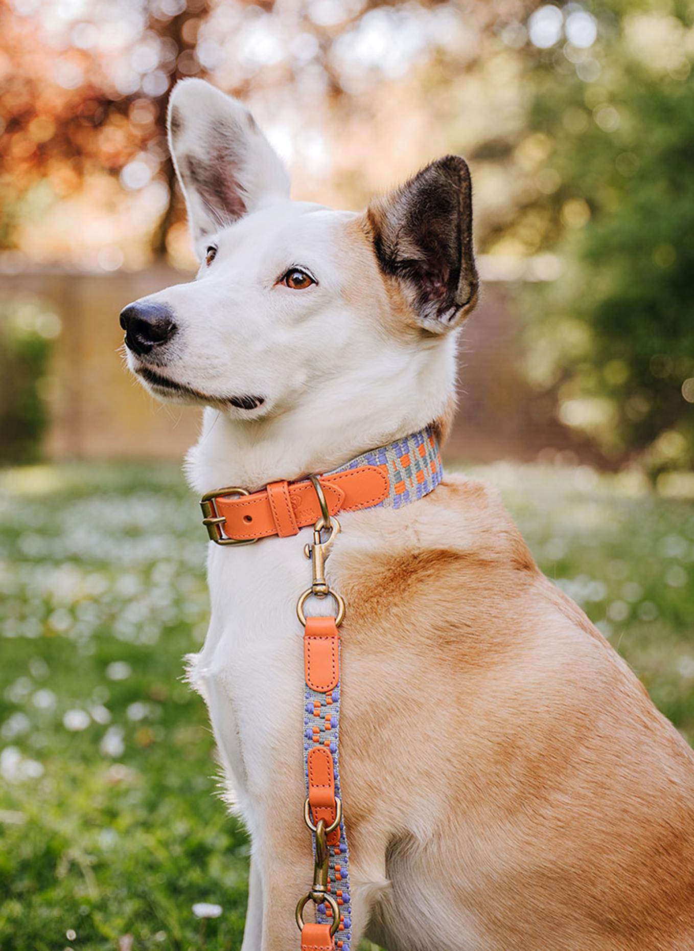 HEY LANA Hundehalsband TRÈS CHIC: ORANGE/ HELLGRÜN