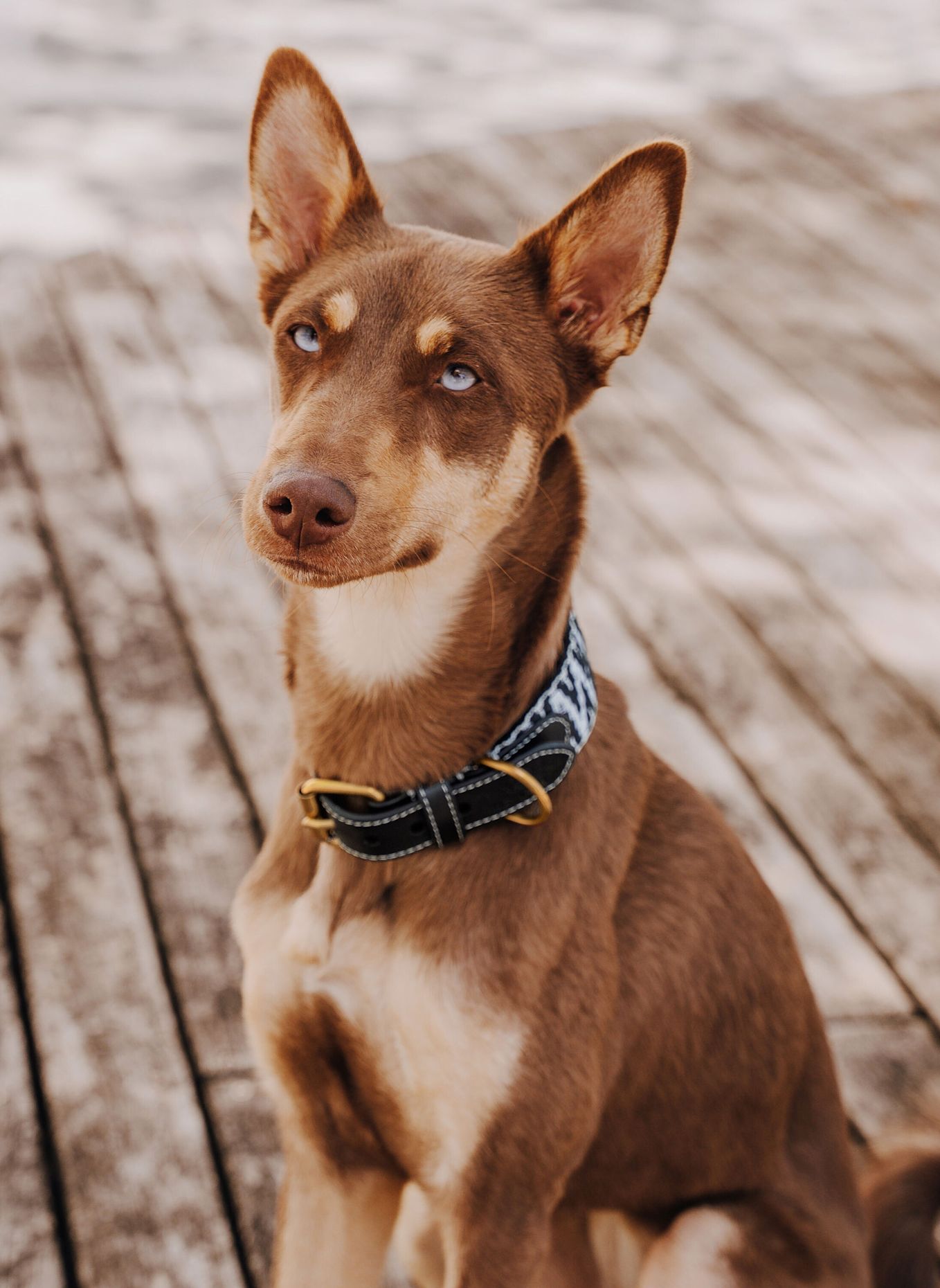 HEY LANA Hundehalsband TRÈS CHIC: SCHWARZ / WEISS