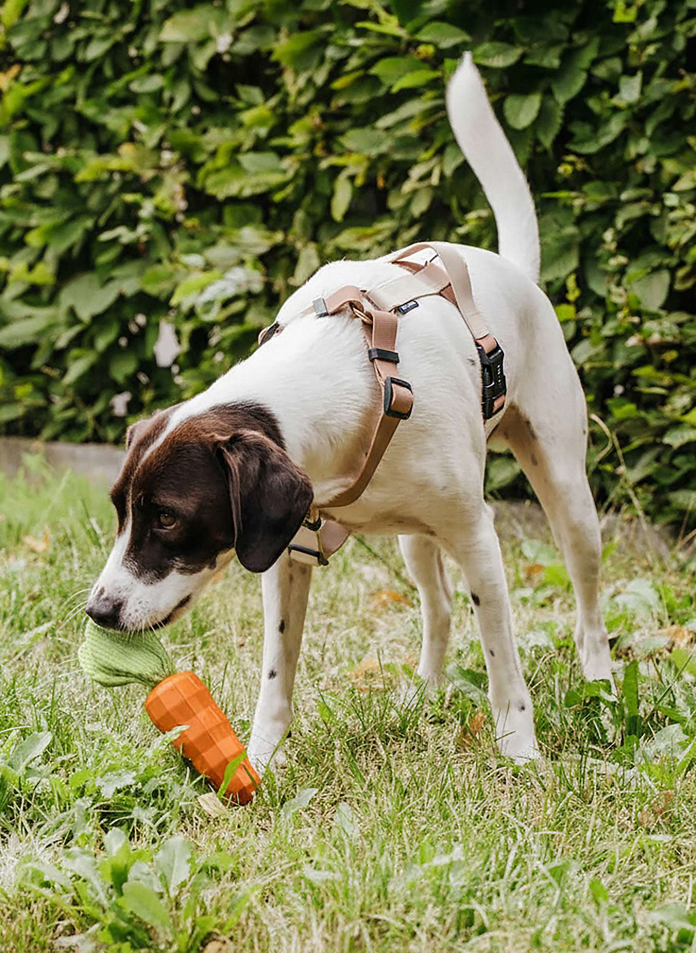 HEY LANA Hundespielzeug CAROTTY: ORANGE