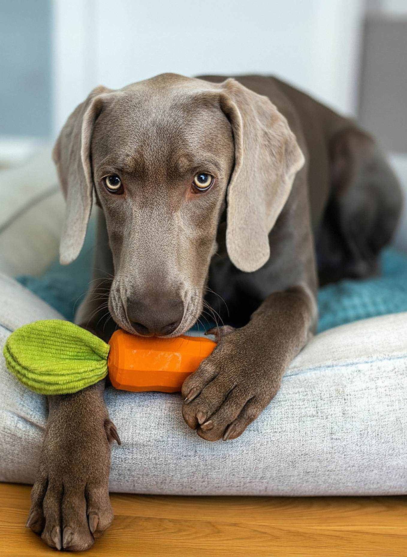 HEY LANA Hundespielzeug CAROTTY: ORANGE