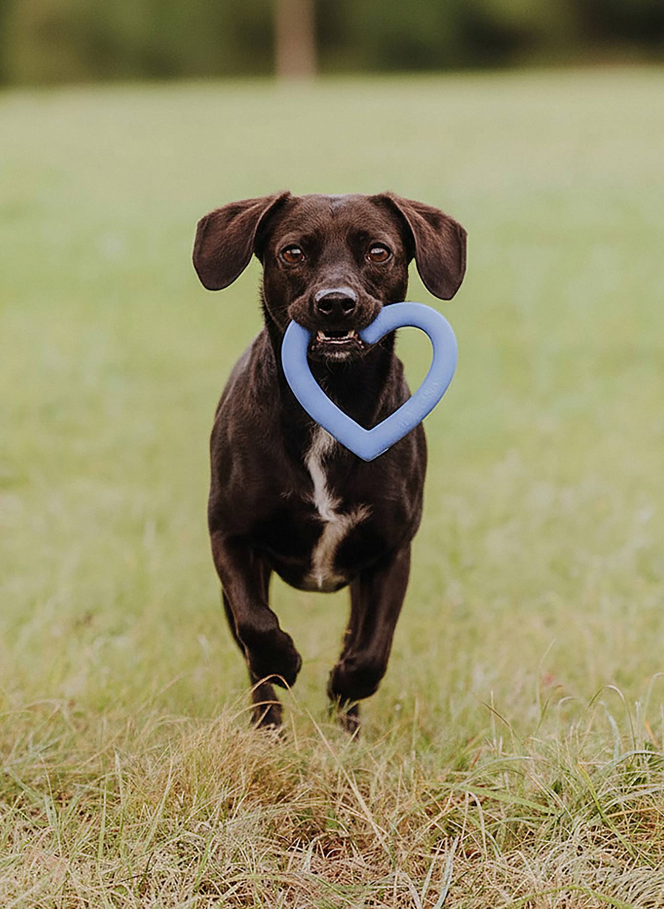 HEY LANA Hundespielzeug LOVE YOUR PAW: BLAU