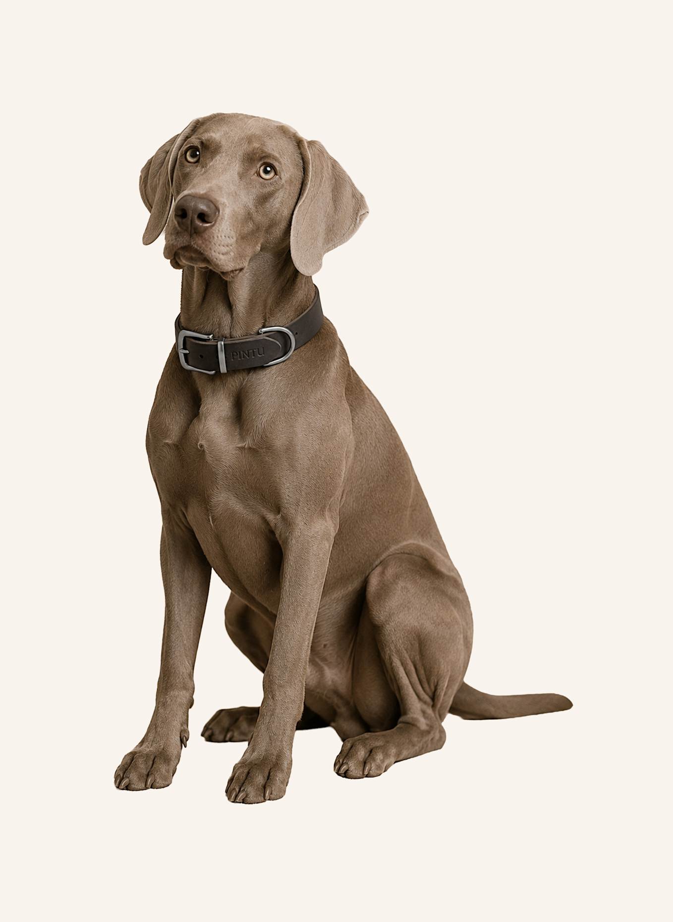 Pintu Hundehalsband MONTE mit Beschlag aus Edelstahl: SCHWARZ/ TAUPE