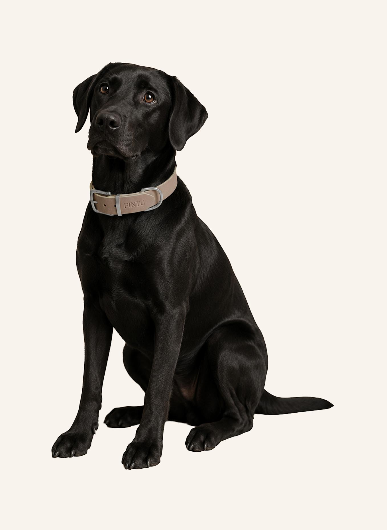 Pintu Hundehalsband MONTE mit Beschlag aus Edelstahl: GRAU/ GRÜN