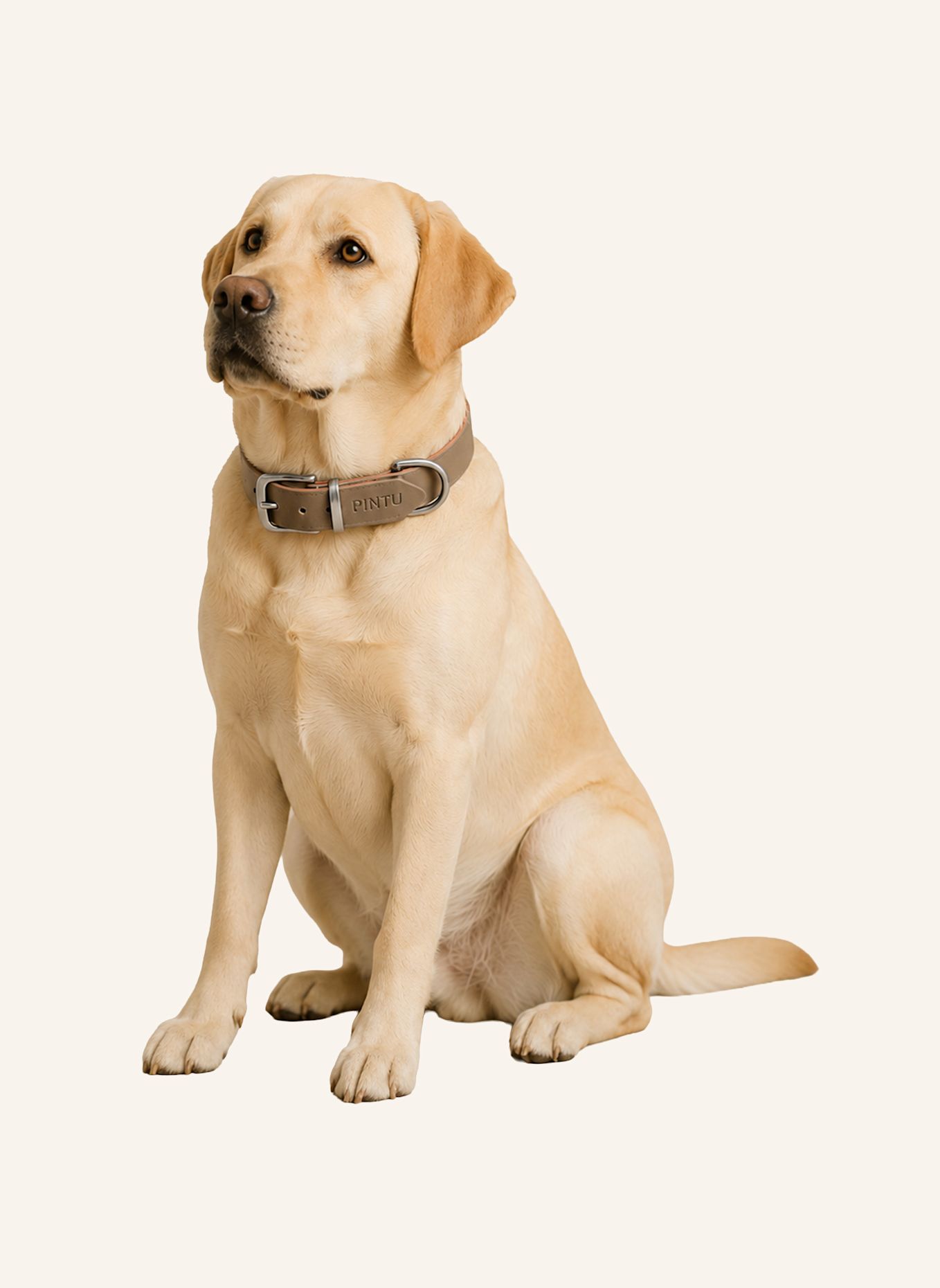 Pintu Hundehalsband MONTE mit Beschlag aus Edelstahl: OLIV/ ORANGE