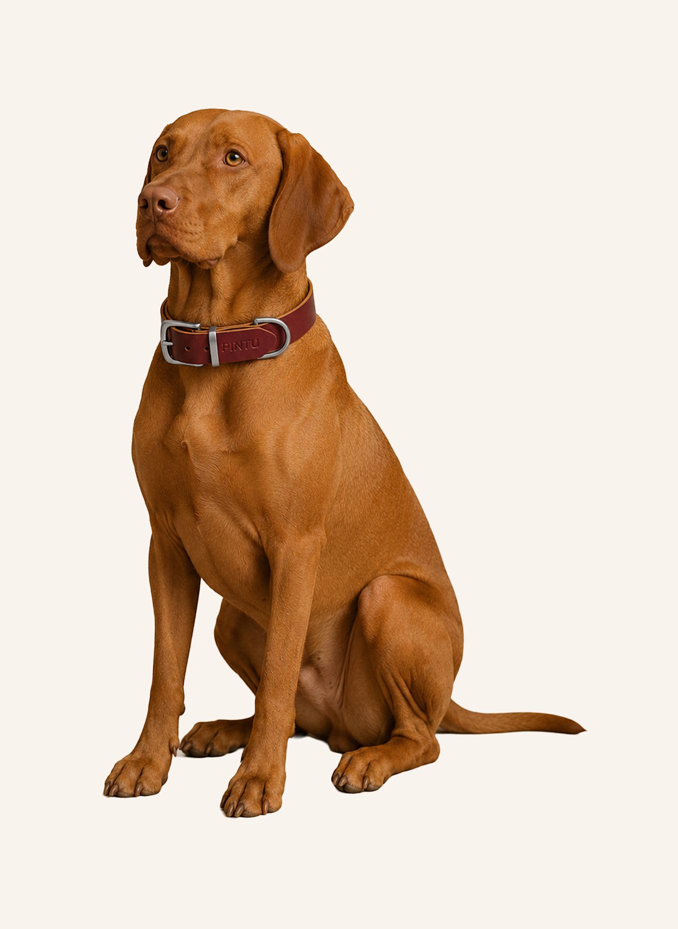 Pintu Hundehalsband MONTE mit Beschlag aus Edelstahl: ROT/ GOLD