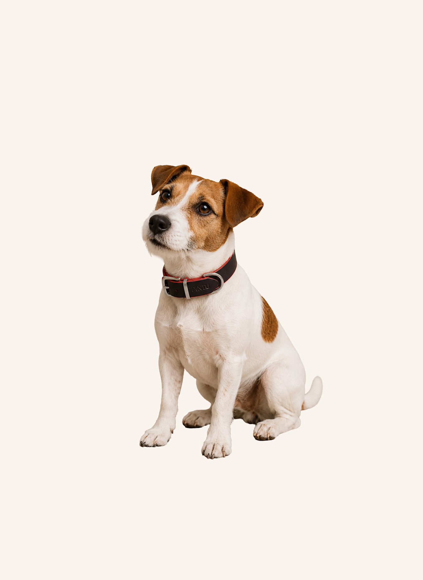 Pintu Hundehalsband MONTE mit Beschlag aus Edelstahl: BRAUN/ ORANGE