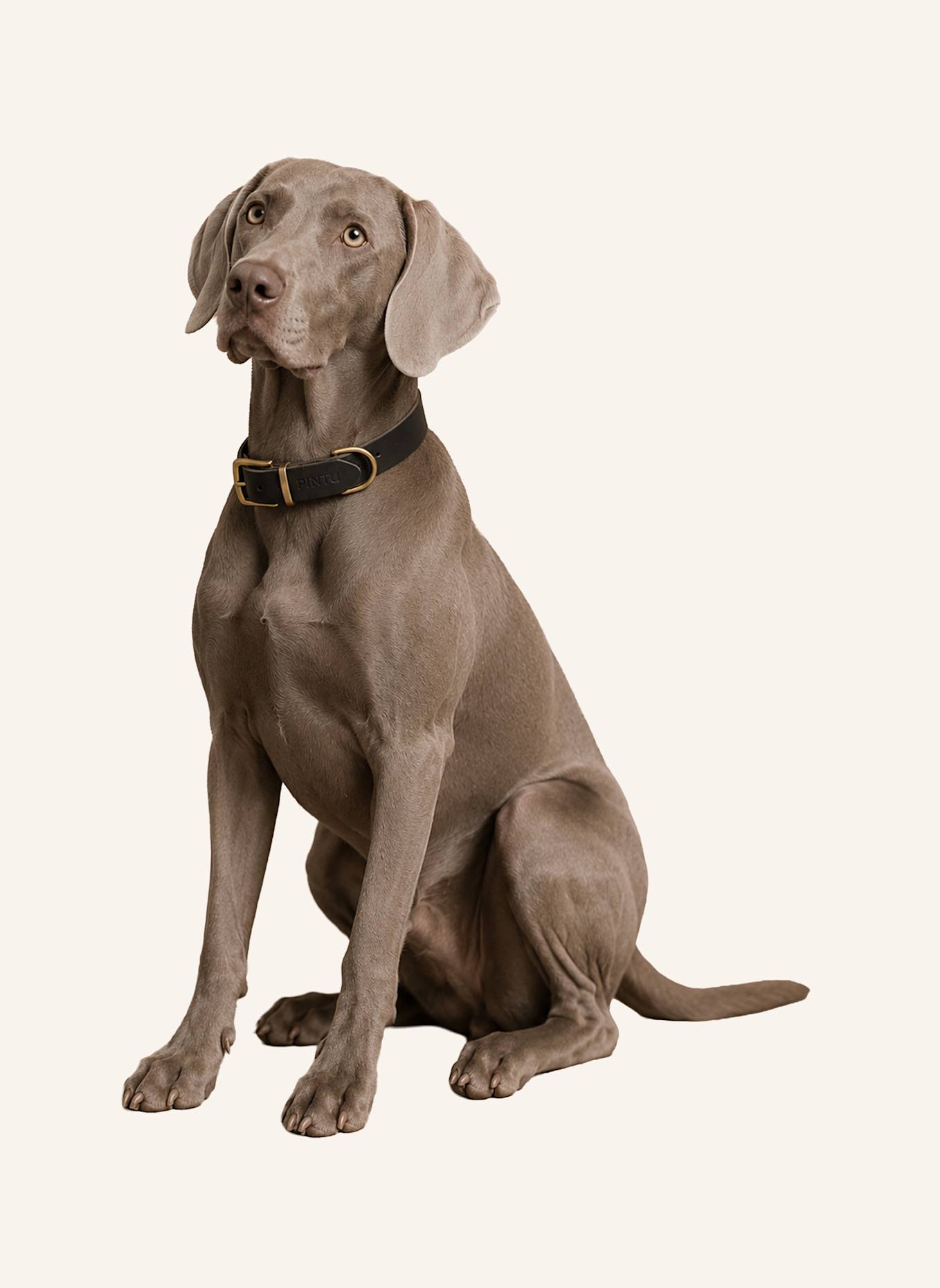 Pintu Hundehalsband MONTE mit Beschlag aus Messing: SCHWARZ/ TAUPE