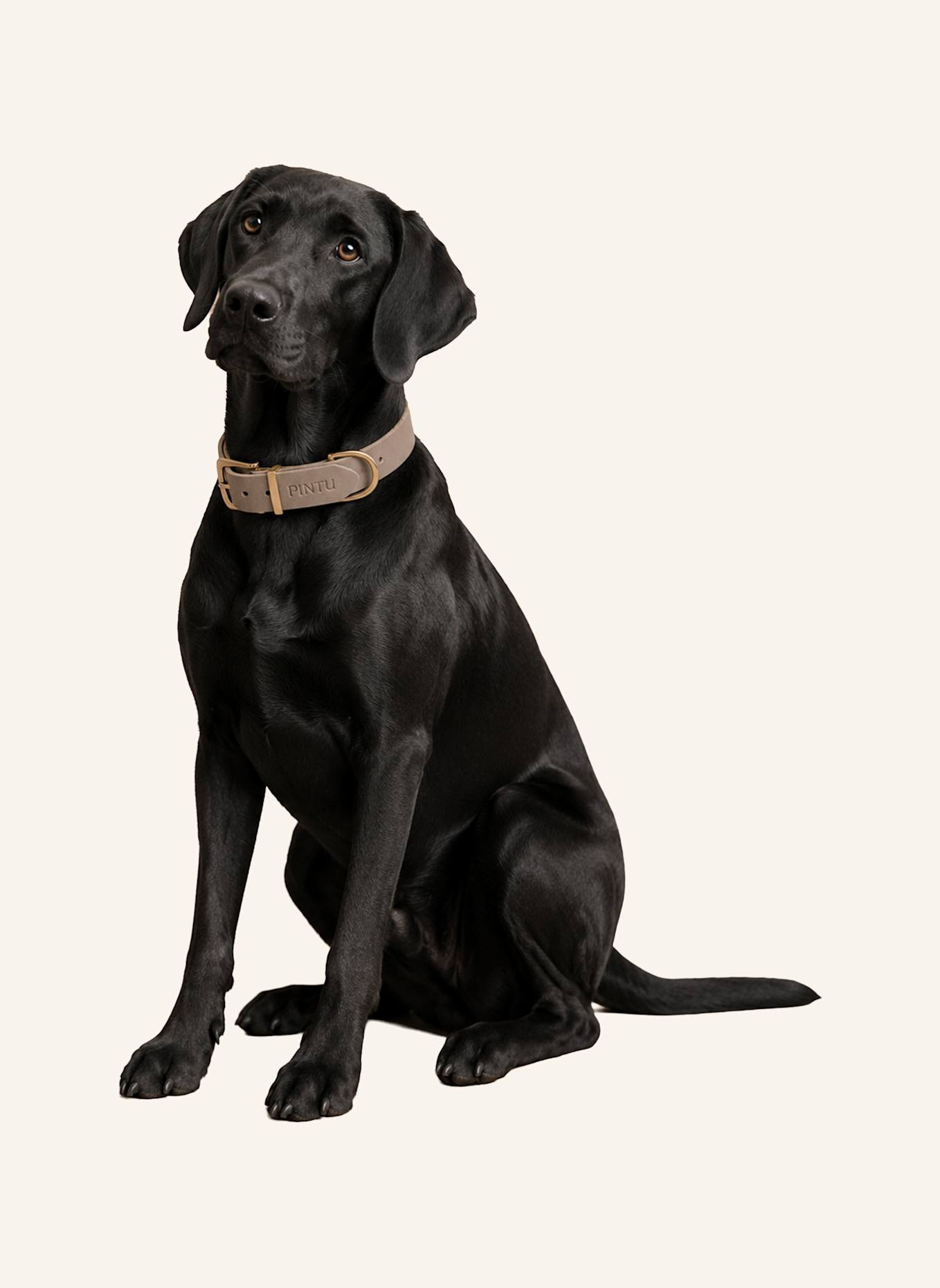 Pintu Hundehalsband MONTE mit Beschlag aus Messing: GRAU/ GRÜN