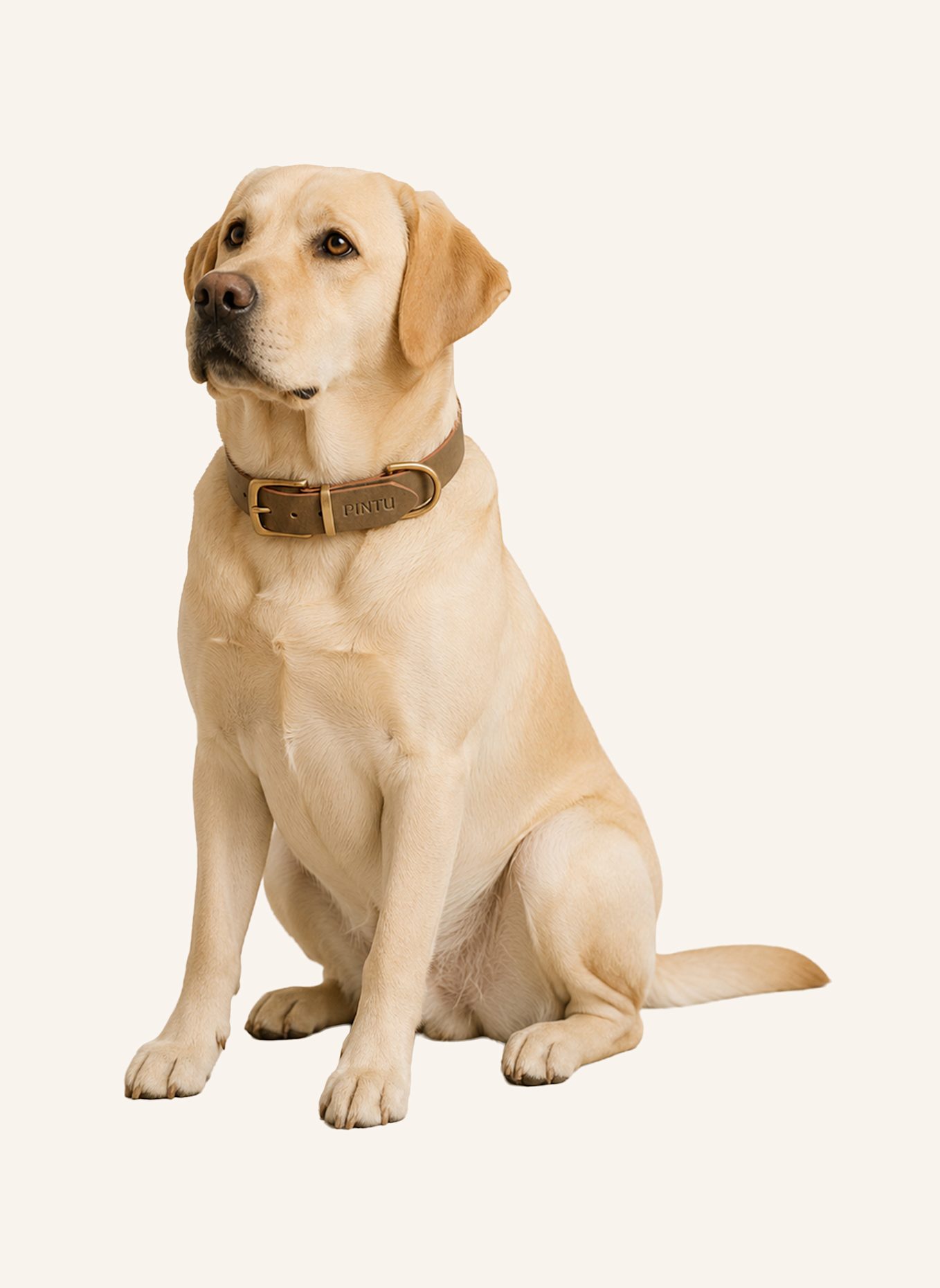 Pintu Hundehalsband MONTE mit Beschlag aus Messing: OLIV/ ORANGE